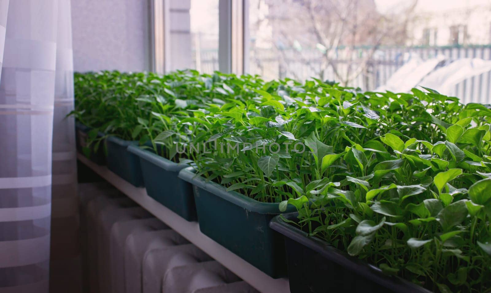 Seedlings on the windowsill. Gardening.