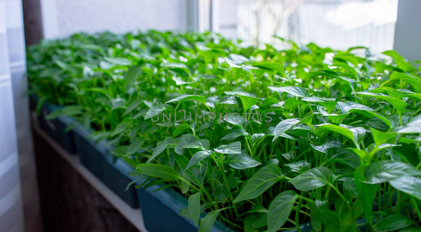 Seedlings on the windowsill. Gardening.