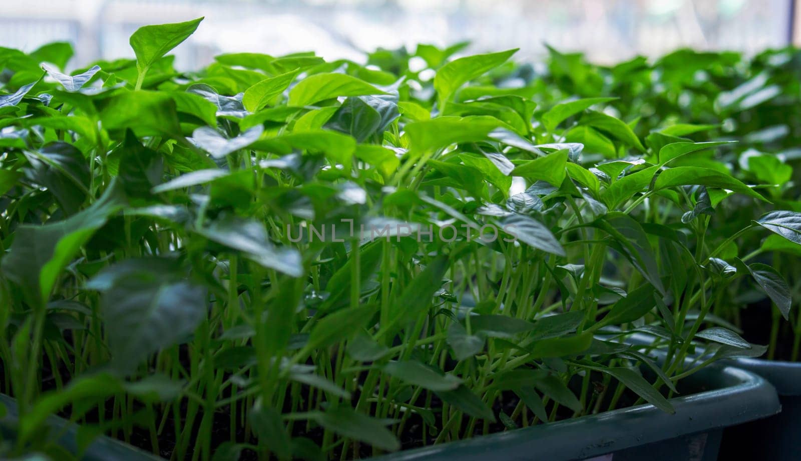 Seedlings on the windowsill. Gardening.