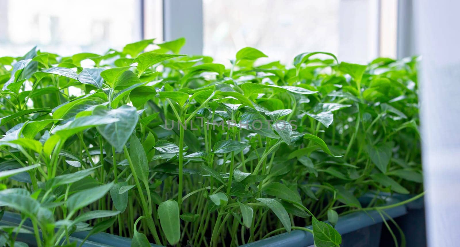 Seedlings on the windowsill. Gardening.