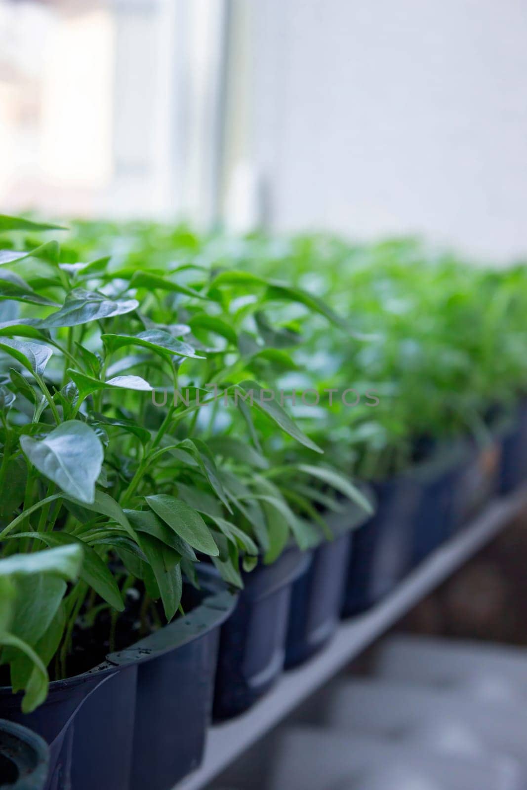 Seedlings on the windowsill. Gardening.