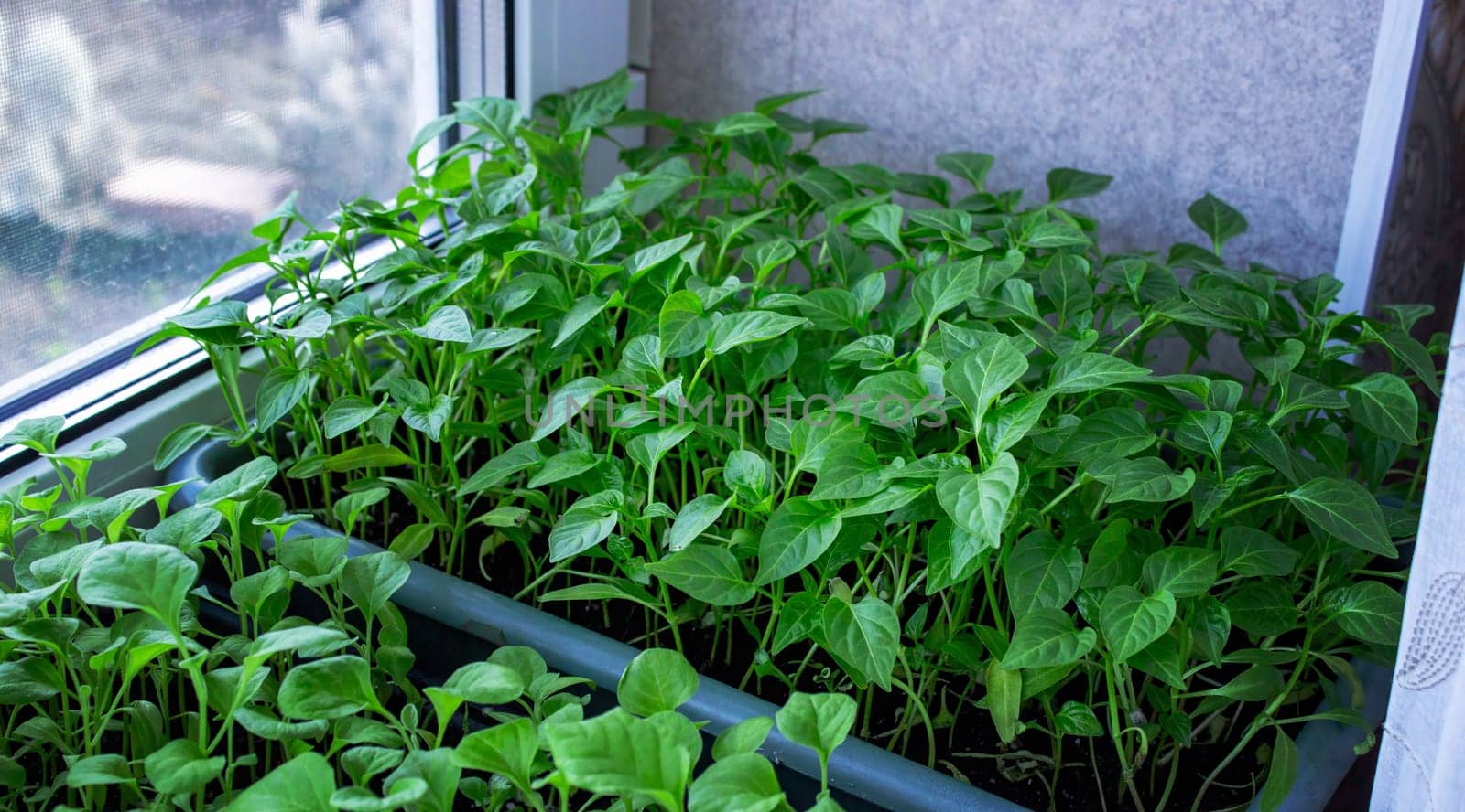 Seedlings on the windowsill. Gardening.