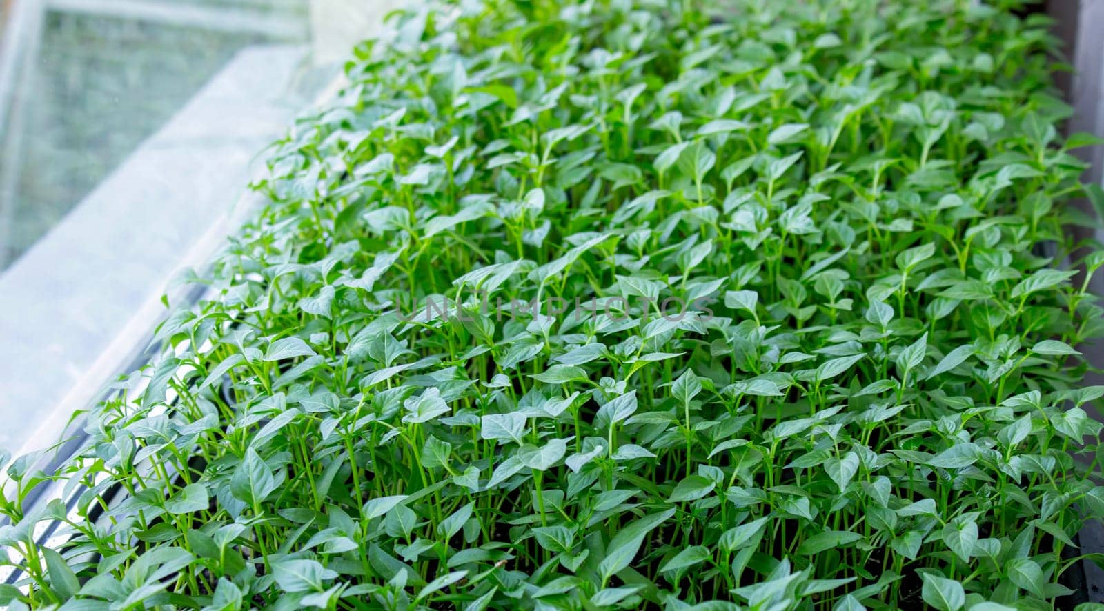 Seedlings on the windowsill. Gardening.