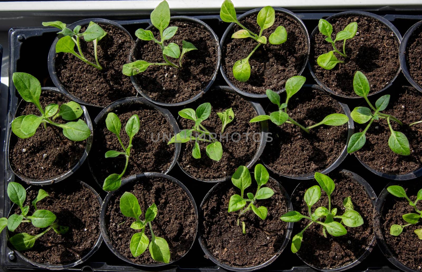 A group of seedlings growing in pots on a windowsill. Seedlings in pots