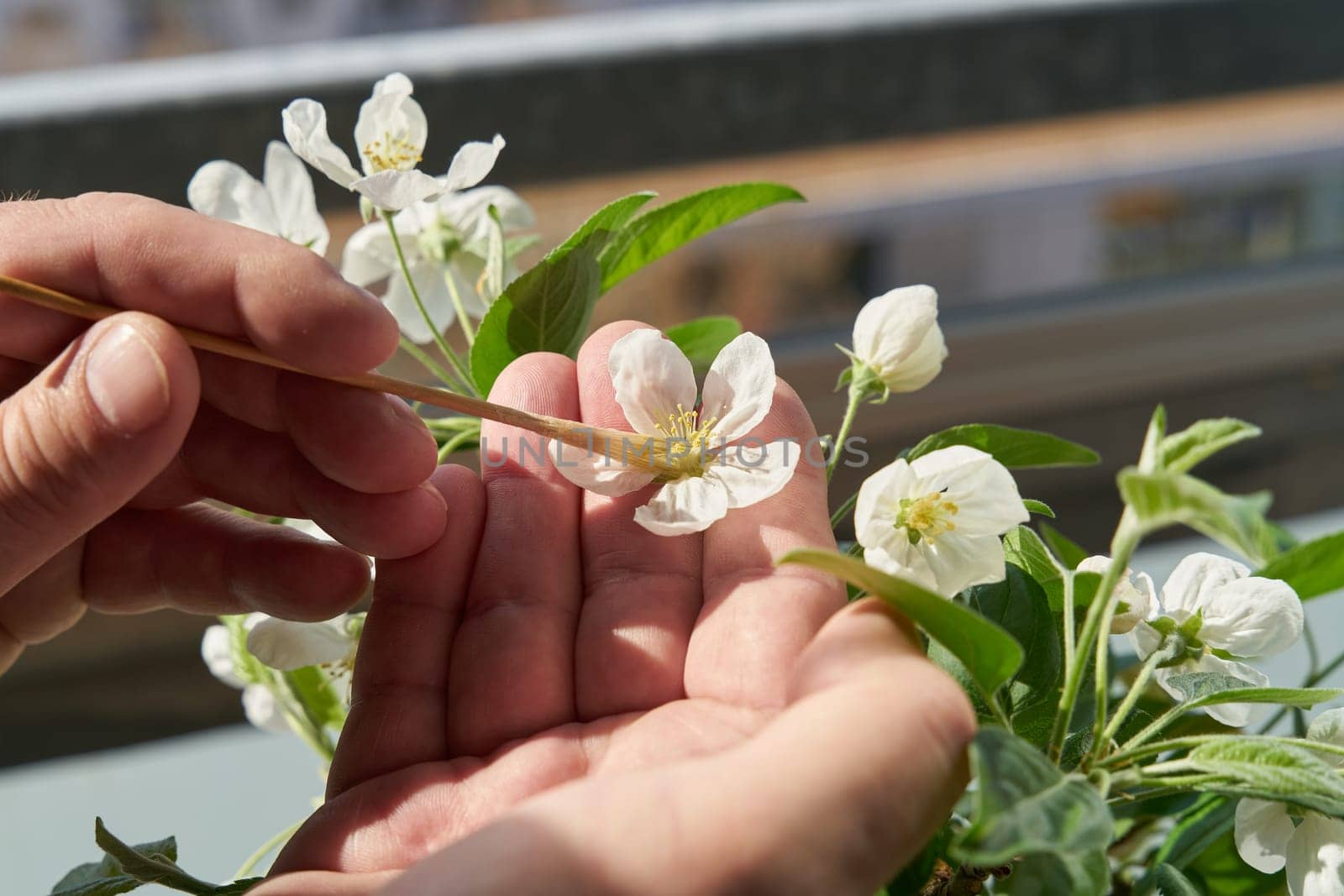 Artificial pollination of the blossom of an apple tree bonsai Malus Evereste in spring with a small brush