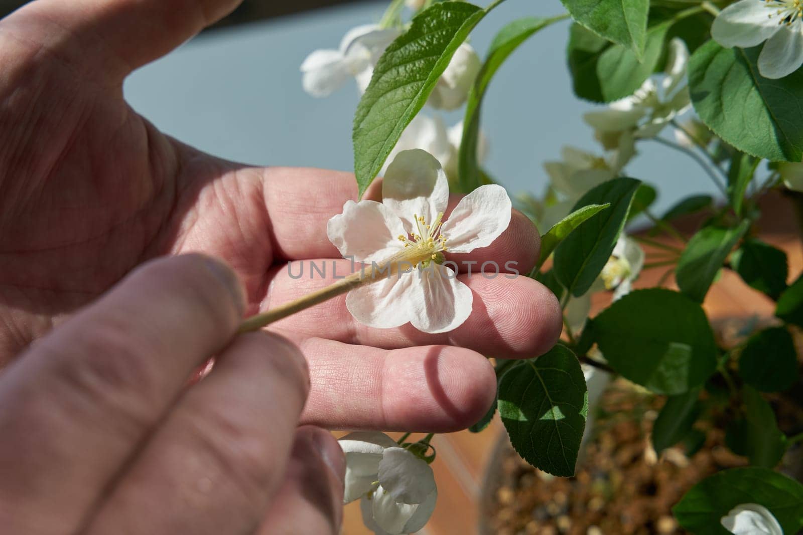 Artificial pollination of the blossom of an apple tree bonsai Malus Evereste in spring with a small brush