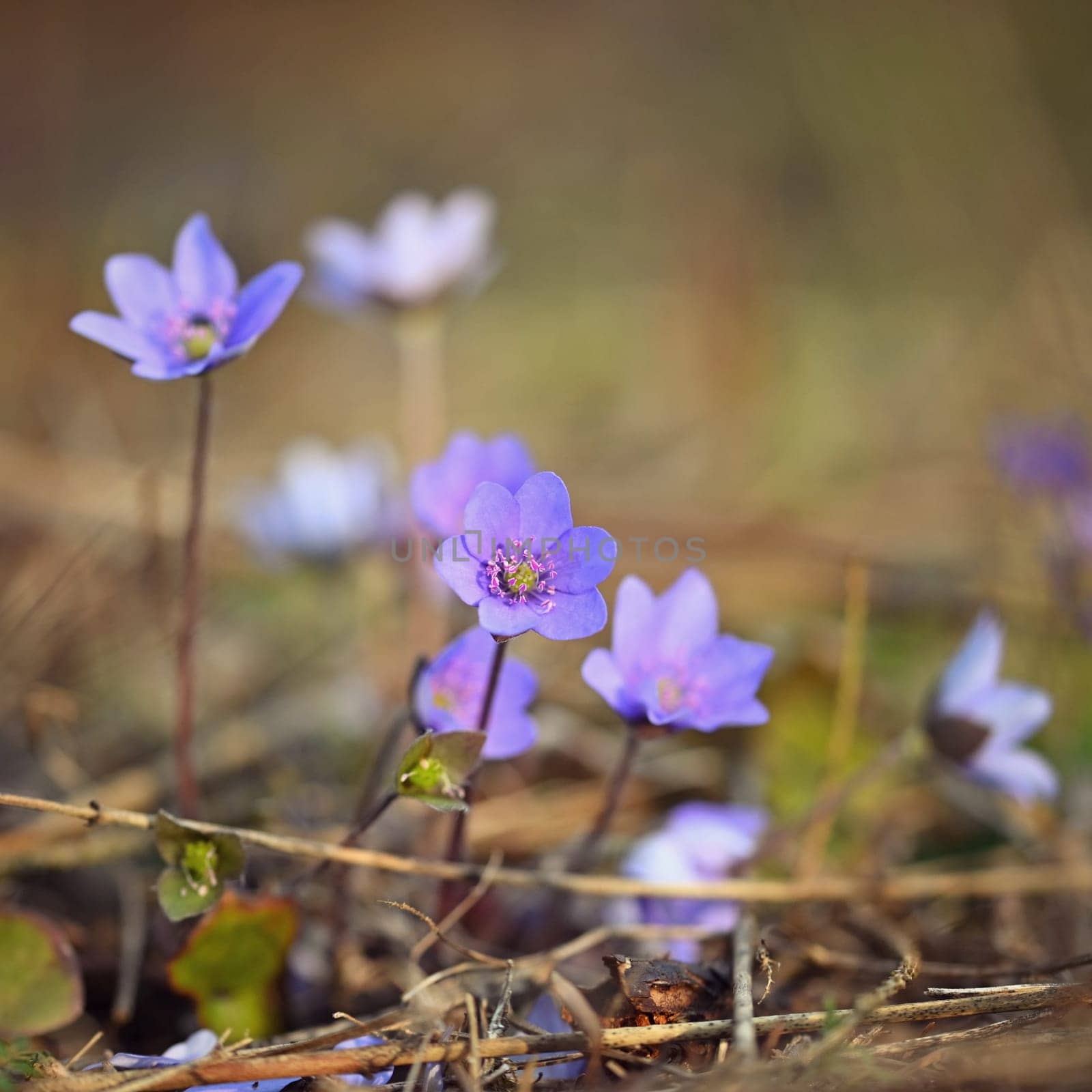 Spring flower. Beautiful blooming first small flowers in the forest. Hepatica. (Hepatica nobilis)