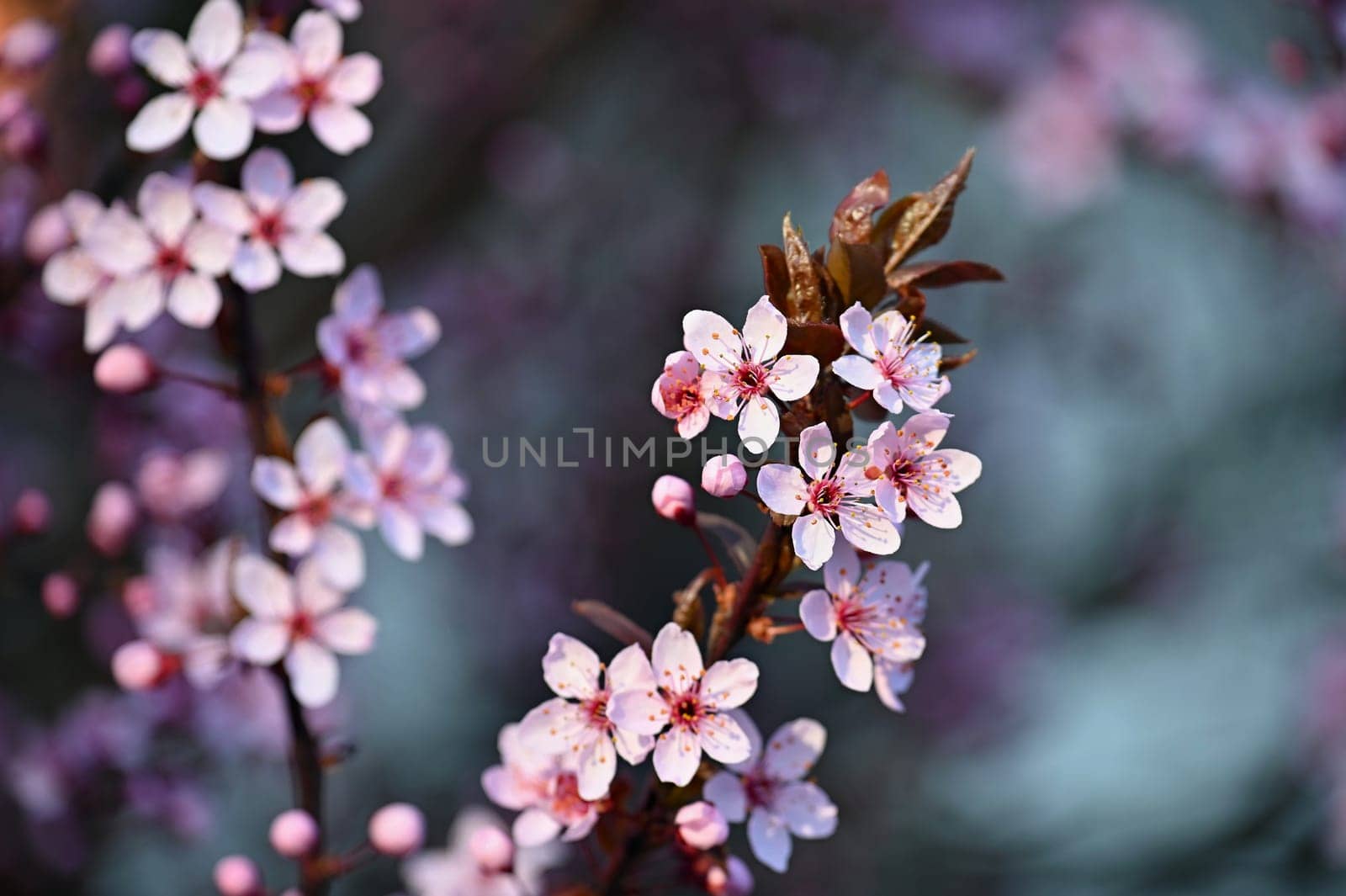 Blossom tree. Nature background. Sunny day. Spring flowers. Beautiful Orchard. Abstract blurred background. Springtime.