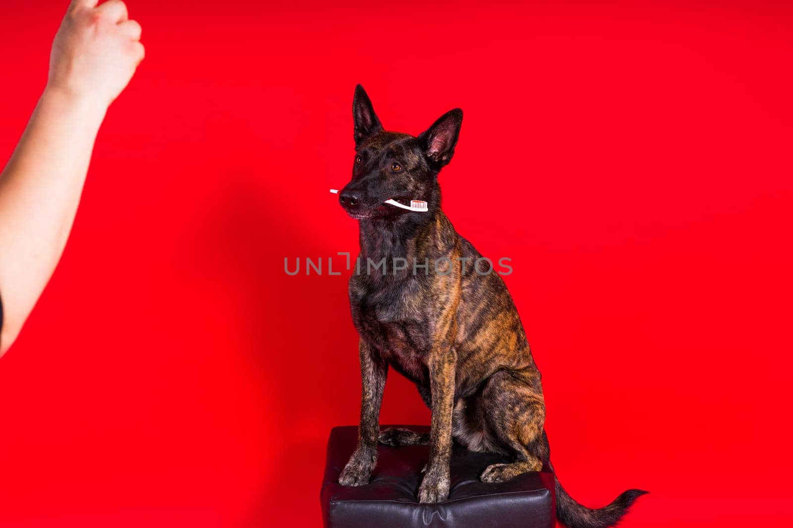 Cute dog with hammer. isolated on a red yellow studio background. dutch shepherd