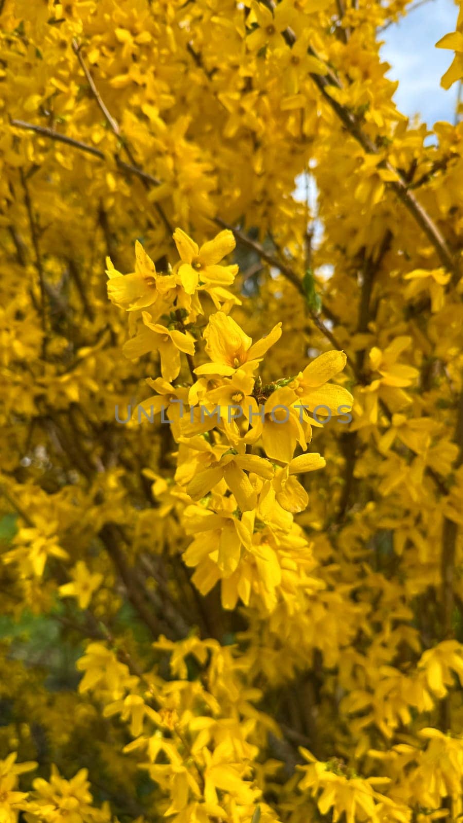 Golden Yellow Forsythia Blossoms on a Sunny Spring Day. Bright yellow flowers forsythia bloom in the spring, symbolizing renewal and vibrant seasonal energy.