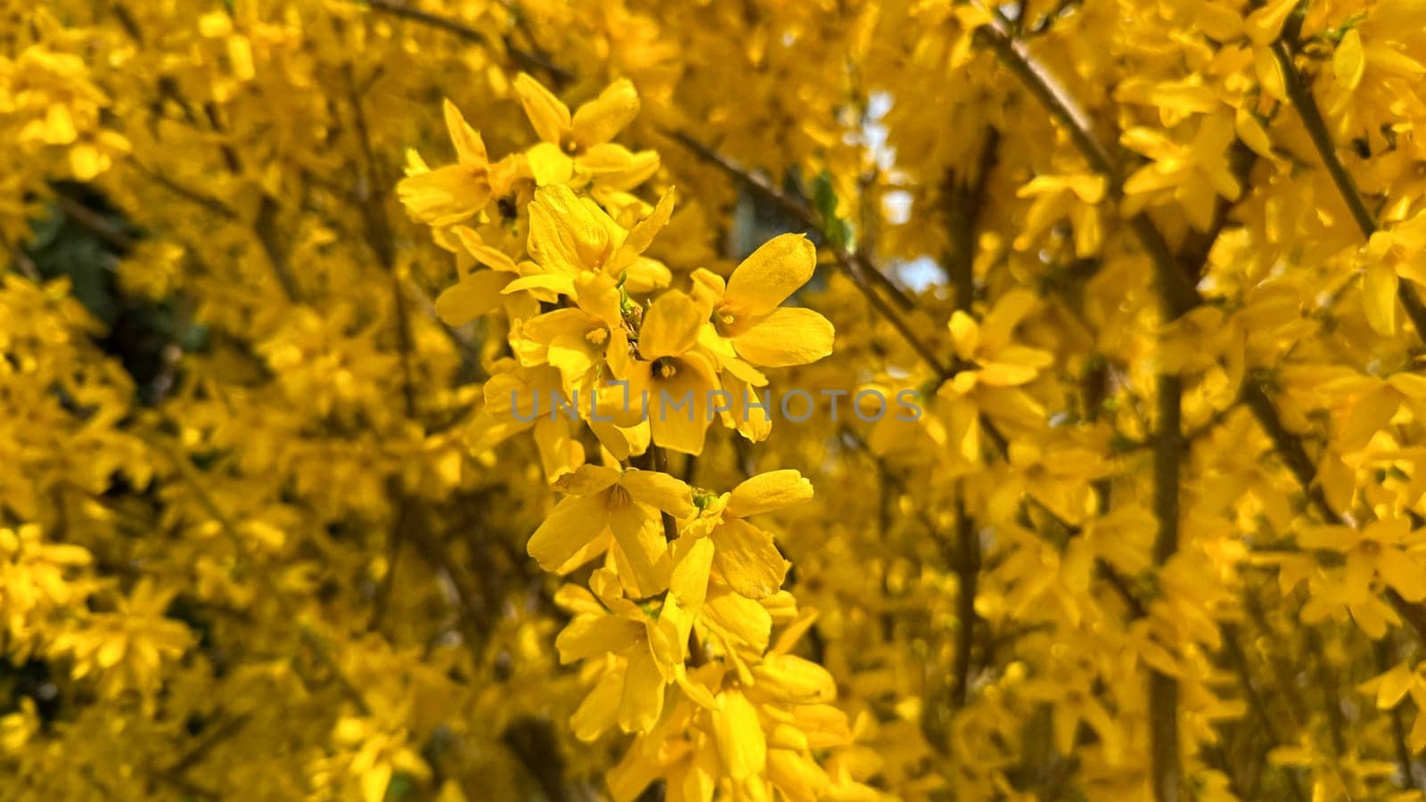 Vivid Yellow Forsythia Blossoms Captured in Full Bloom During Spring Season. A vibrant display of bright yellow forsythia flowers in bloom, symbolizing the arrival of spring. An ideal representation of natural beauty and the joyful seasonal transition to warmer days.