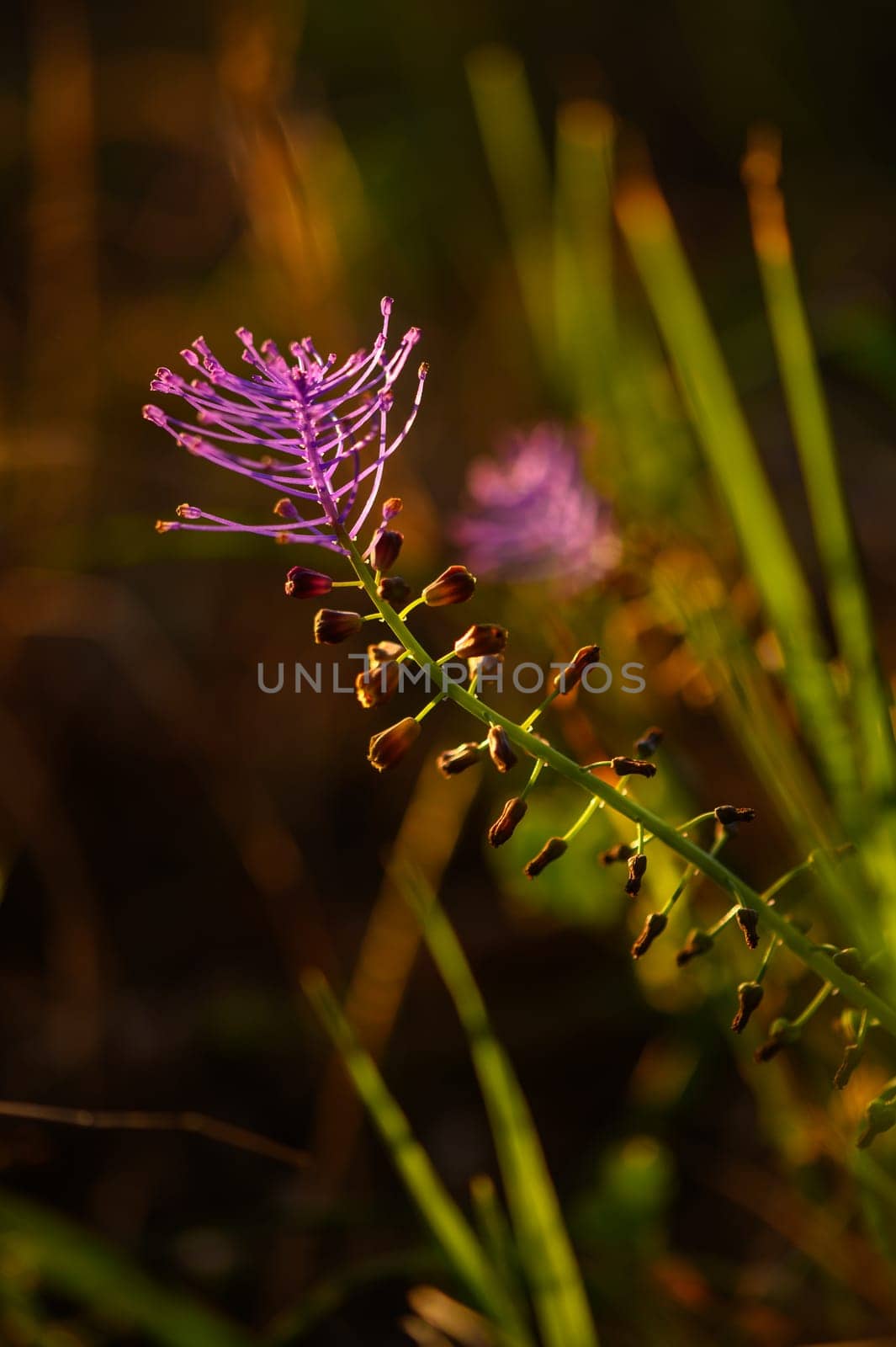 Wildflower blooming gracefully under soft golden light, surrounded by lush green grass in a tranquil meadow, capturing the essence of serene afternoons in nature.