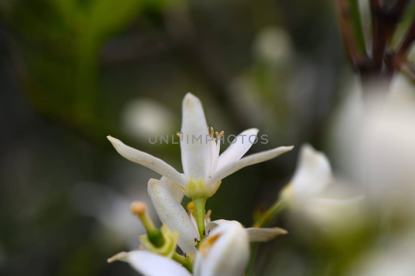 White flowers elegantly unfold in a tranquil garden setting, showcasing intricate petals and vibrant green foliage.