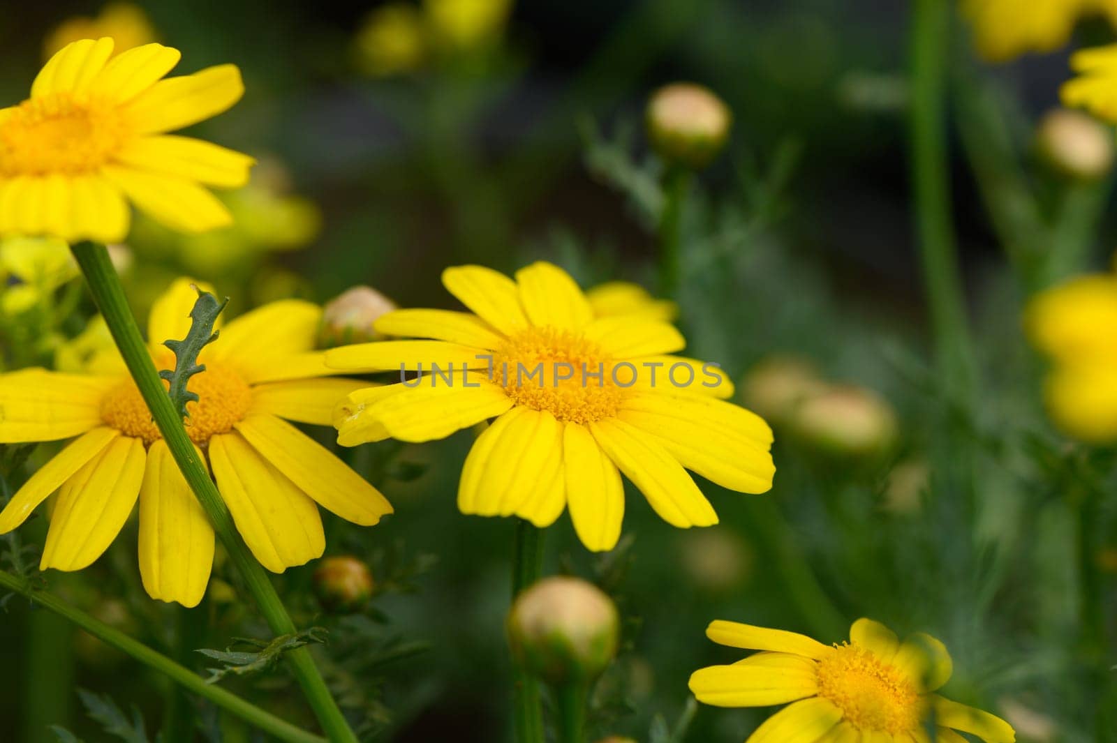 Vibrant yellow blossoms dance gently in the garden, surrounded by lush green foliage. Bees hover nearby, reveling in the beauty of spring arrival as nature awakens.