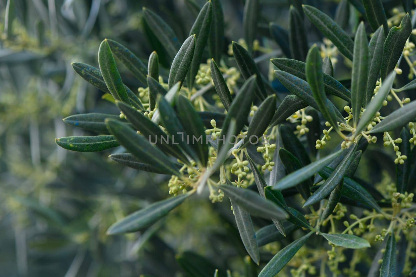 Nestled in a serene garden, vibrant olive tree leaves shimmer as delicate buds emerge, heralding the arrival of spring. Nature thrives in this peaceful setting under soft sunlight.