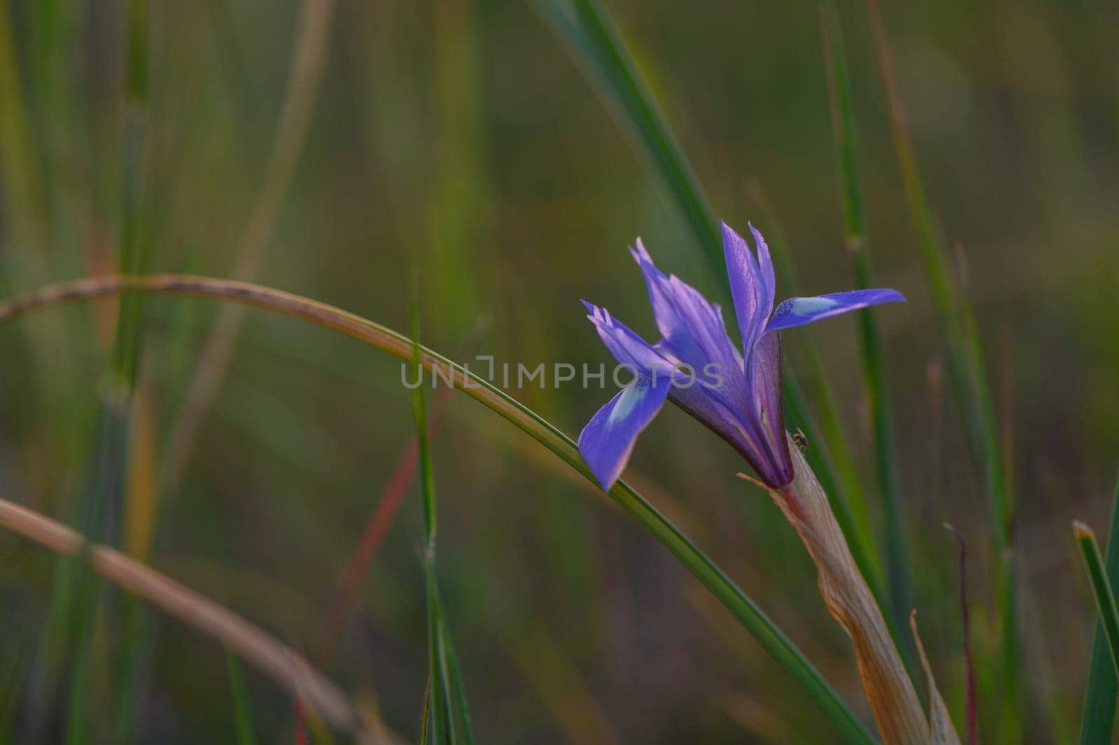A stunning purple wildflower stands tall among vibrant green grass, illuminated by the soft light of early morning. The peaceful meadow captures the essence of nature's beauty.