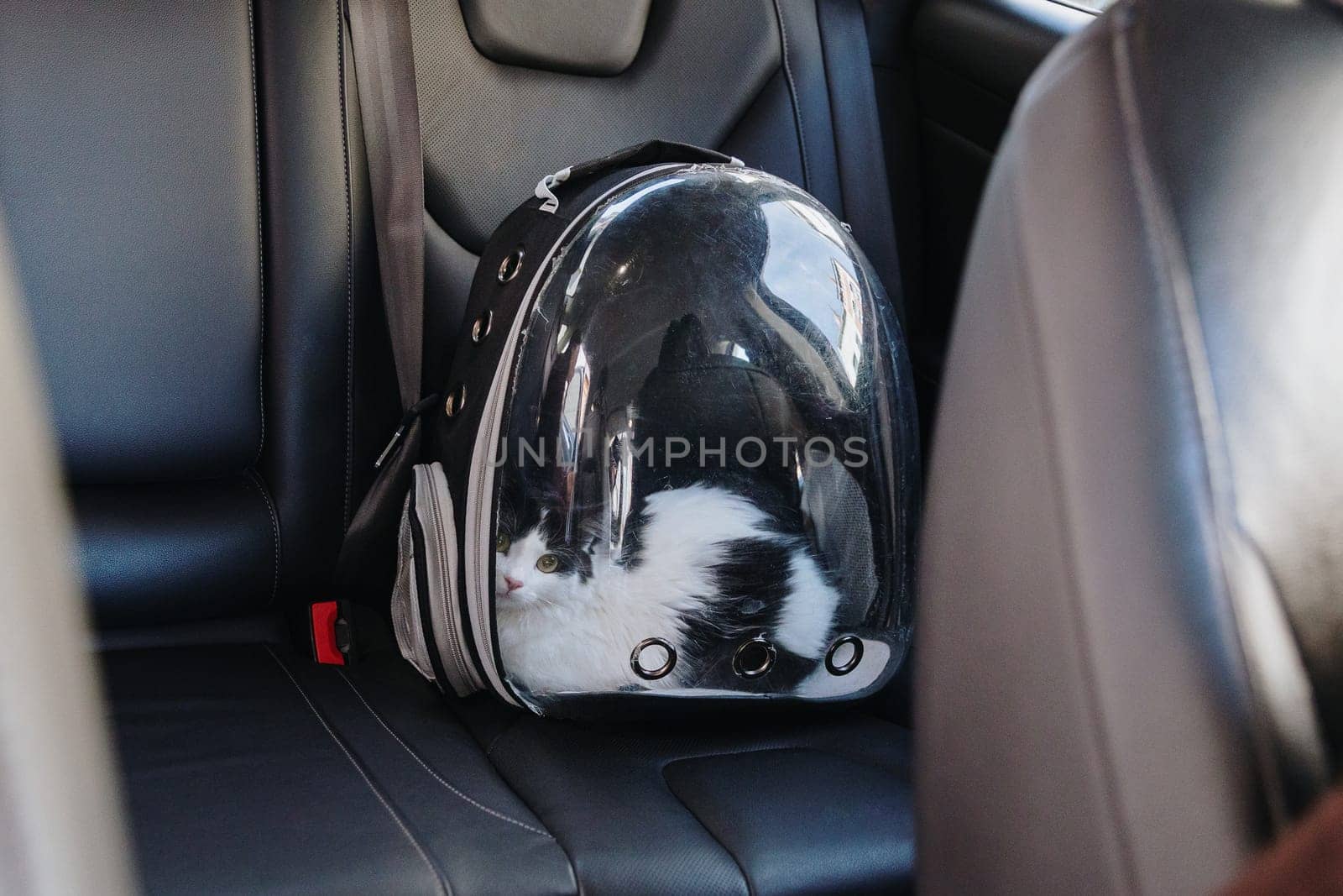 Portrait of one beautiful black and white cat sitting in a transparent backpack on the back leather seat of a car one spring day, side view close-up. Concept time hike vet, time travel pets.