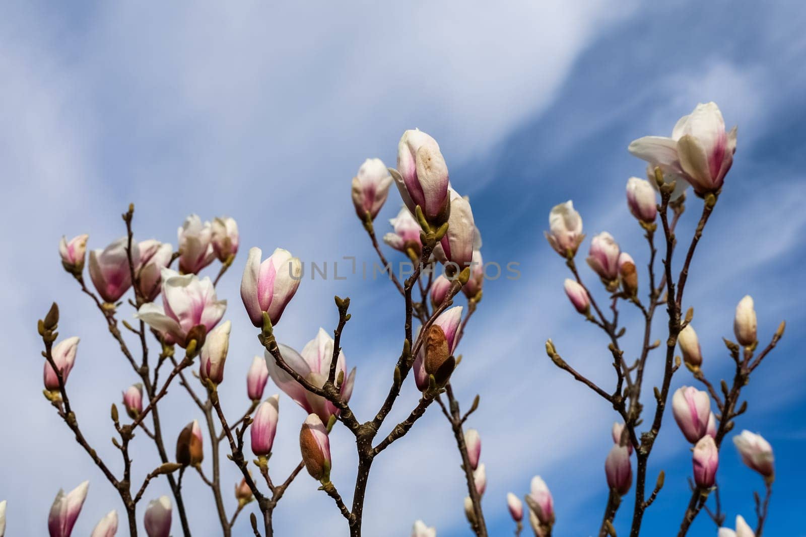Magnolia tree branches with pink and white flowers blooming under a bright blue sky, celebrating the arrival of spring