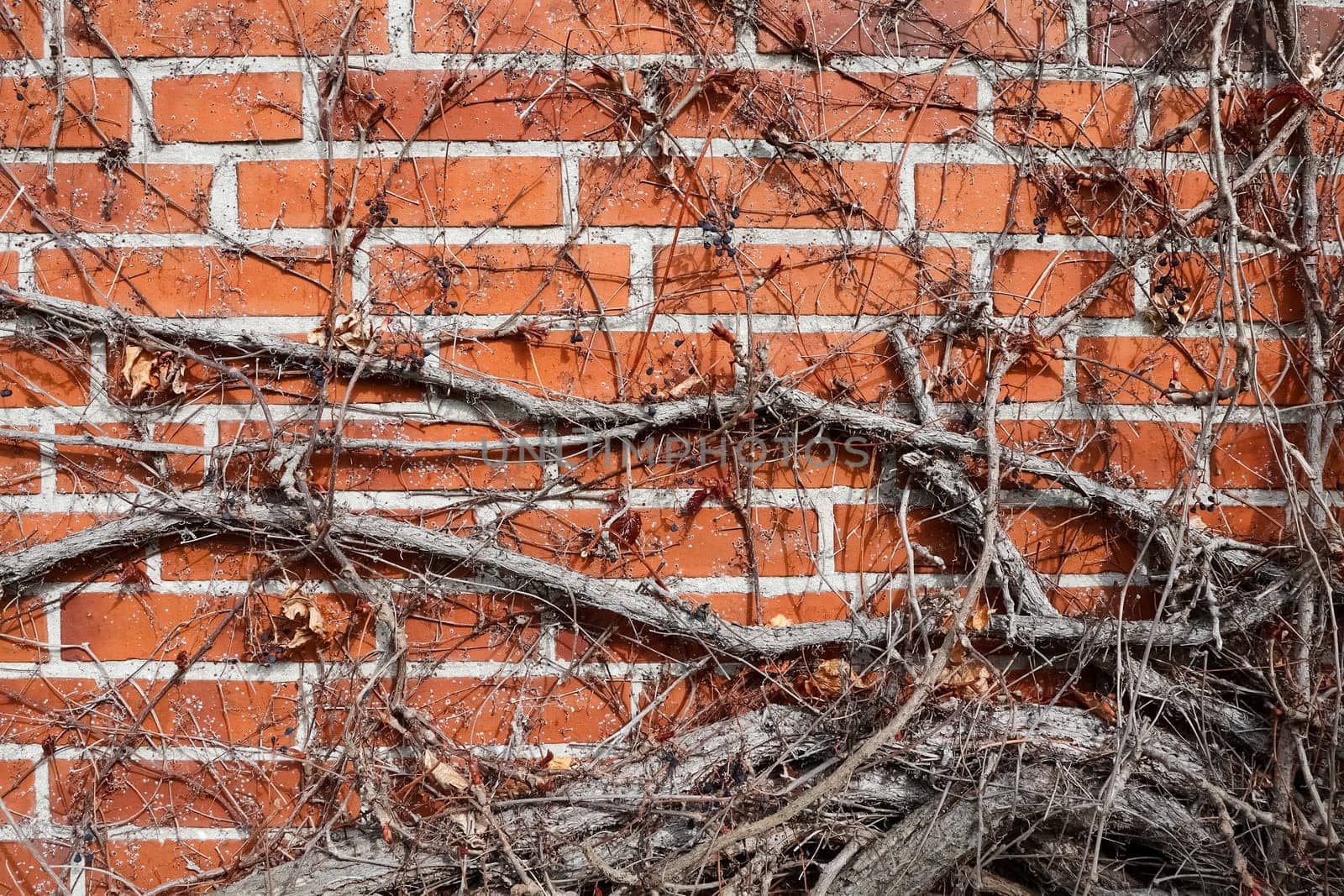 Close-up of bare ivy branches covering an orange brick wall, creating an intricate pattern of nature reclaiming urban space