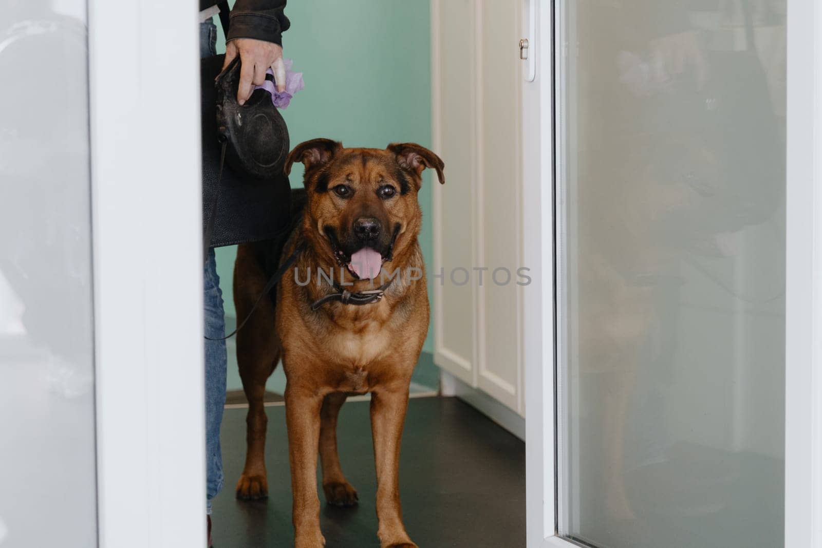 Portrait of one beautiful purebred shepherd dog with open mouth and tongue hanging out with leash on neck stands obediently next to owner waiting for appointment at veterinary clinic spring day, side view close-up. Concept time service veterinarian, care and health pets.