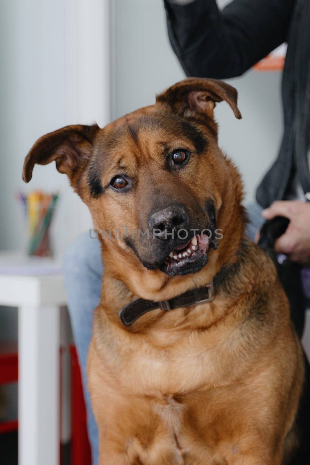 Portrait of one beautiful purebred shepherd dog looking cutely at camera with half open mouth sitting on floor waiting for appointment at veterinary clinic on spring day, side view very close up. Veterinary service time, pet care and health concept.
