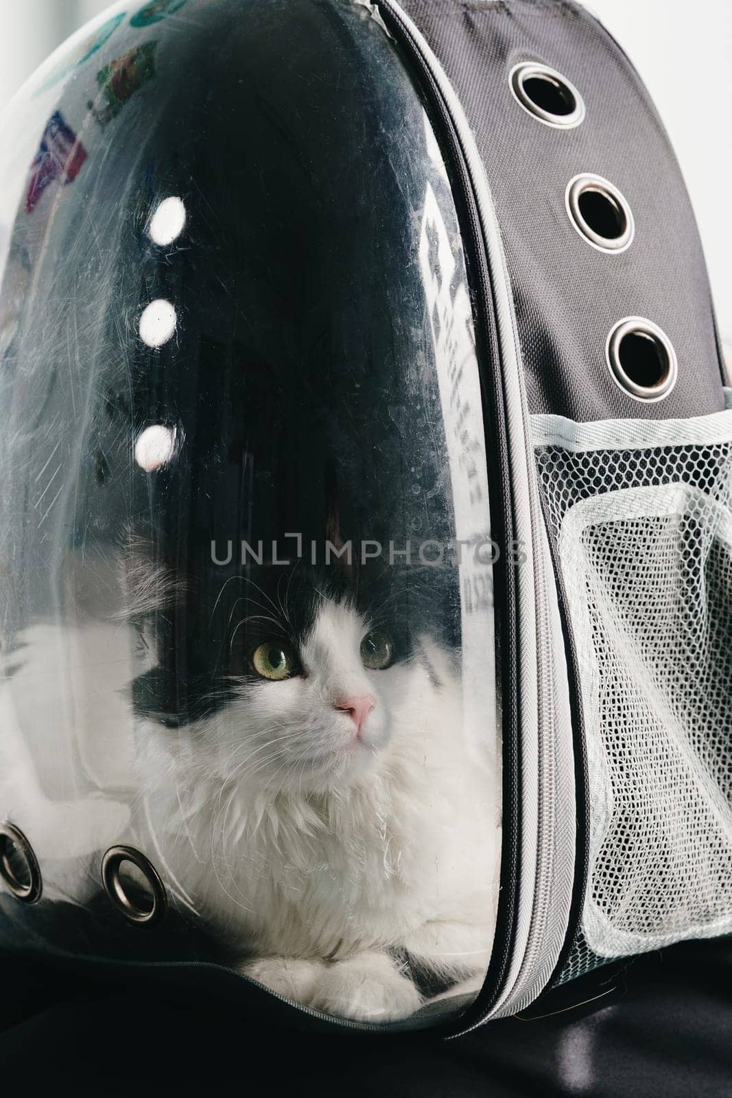 Portrait of one calm black and white cat looking away in transparent backpack in veterinary clinic waiting for appointment spring day, side view very close up. Concept visit to vet, pets travel time.