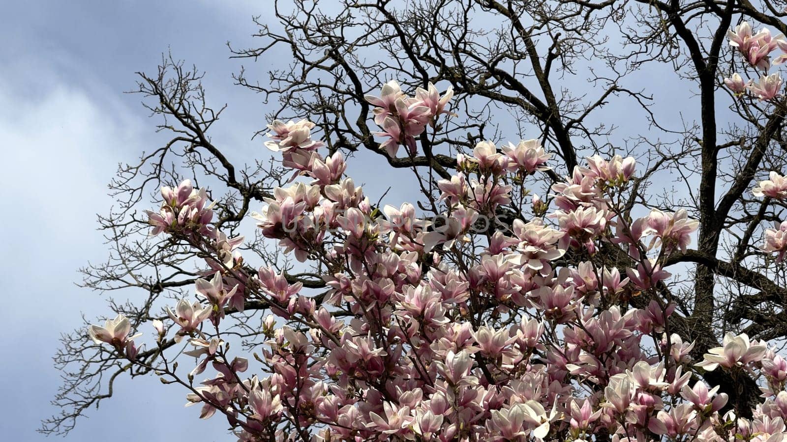 Blooming Magnolia Tree Against Clear Blue Spring Sky with Bare Branches. Magnolia blossoms in full bloom adorn delicate branches, set against a tranquil sky. A beautiful blend of floral detail and contrasting bare tree branches captures a serene essence of spring's arrival.