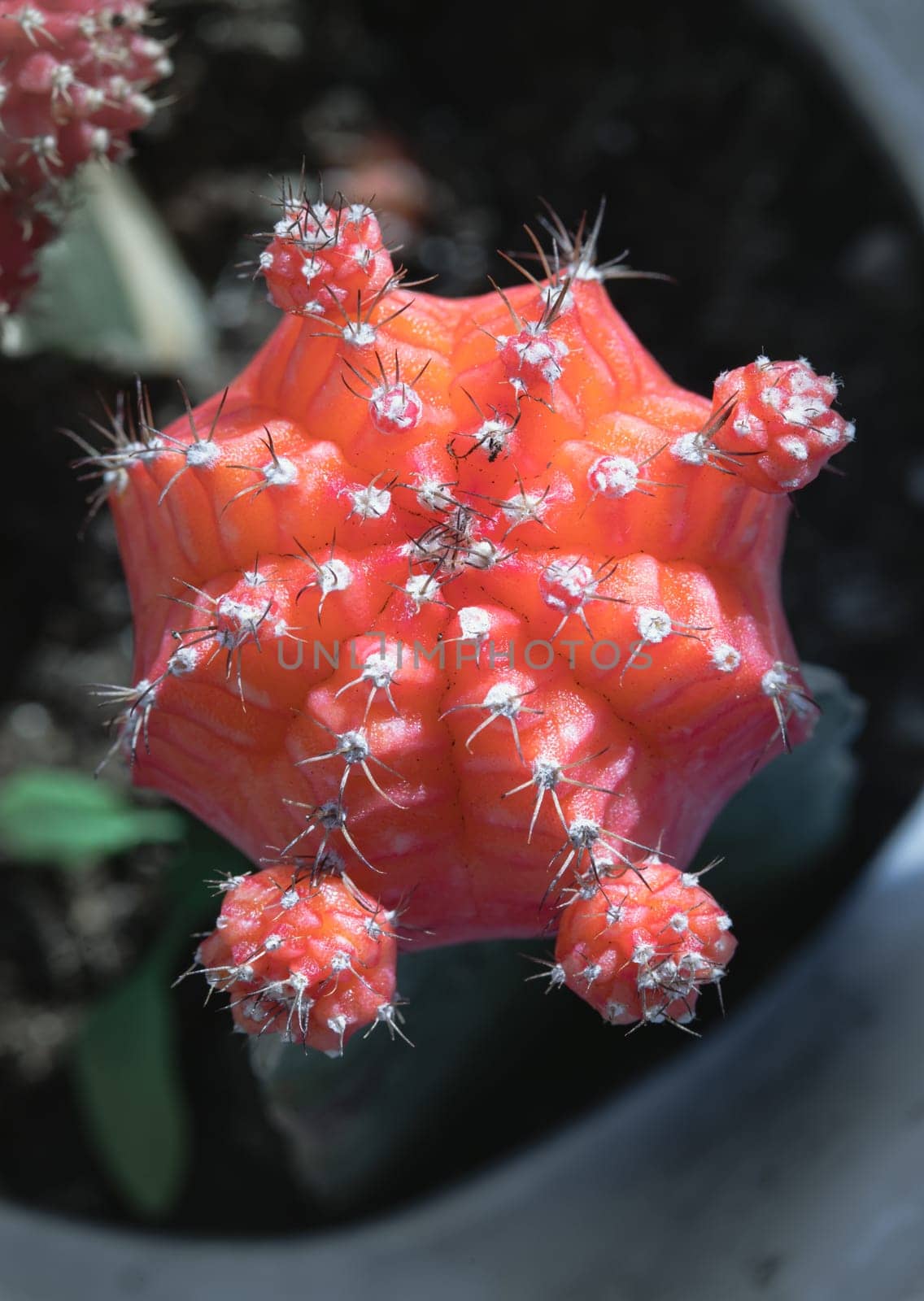 Top view of Ruby ball cacti or Moon cactus (Gymnocalycium Mihanovichii) Orange cactus flower, use it as your Wallpaper, Poster, Design and Space for text, Selected focus.