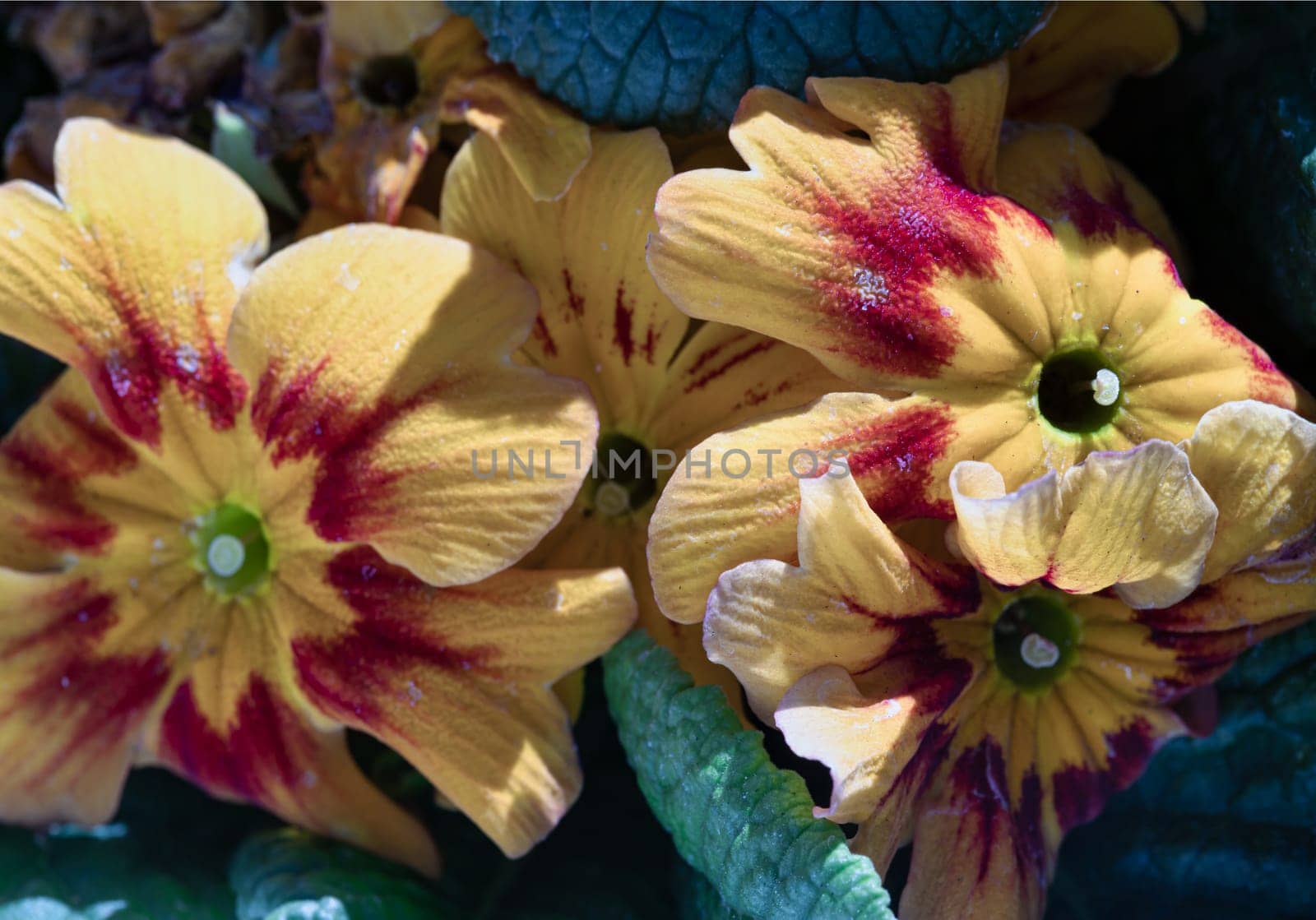 Primula Marietta with its lovely bright yellow petals and a marvellous addition to any garden. Primrose flowers floral with green leaves background, Primula Vulgaris. use it as your Wallpaper, Poster, Design and Space for text, Selected focus.