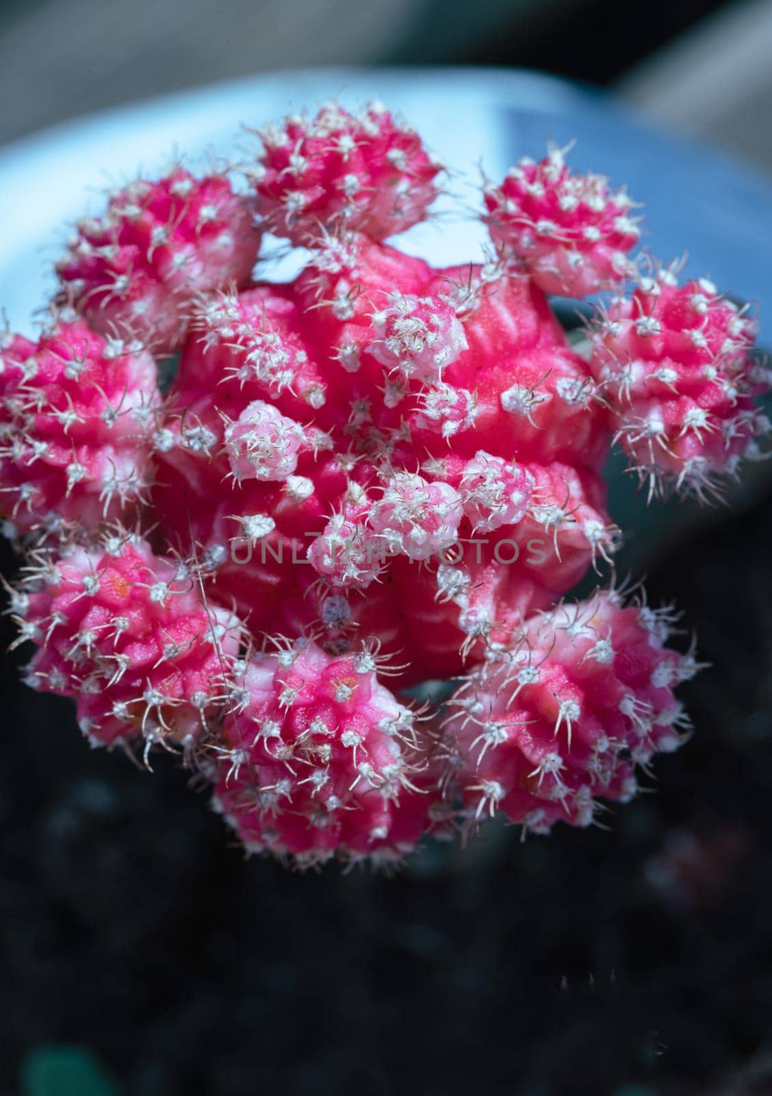Top view of Ruby ball cacti or Moon cactus (Gymnocalycium Mihanovichii) Orange cactus flower, use it as your Wallpaper, Poster, Design and Space for text, Selected focus.