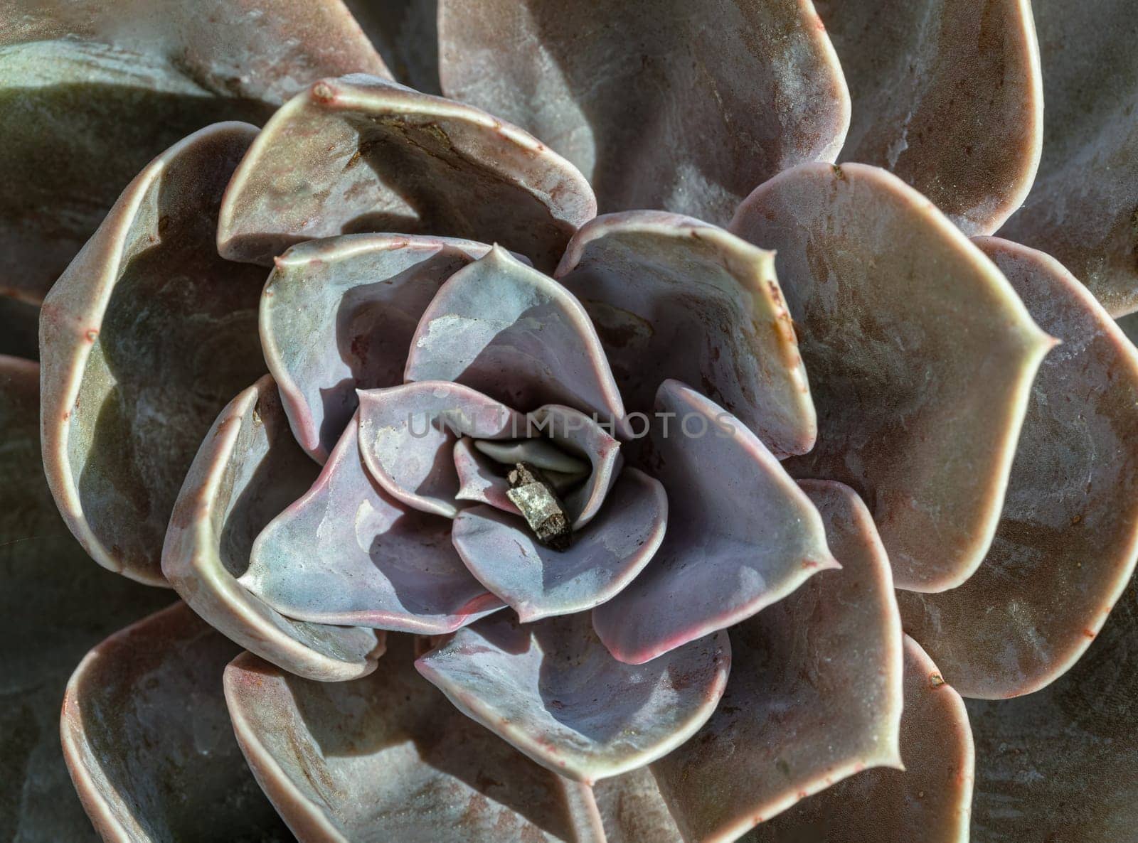 Top view of Echeveria Perle von Nurnberg (Flat rosettes) Succulent plant with purple and pink- grey leaves. Cactus flower, use it as your Wallpaper, Poster, Design and Space for text, Selected focus.