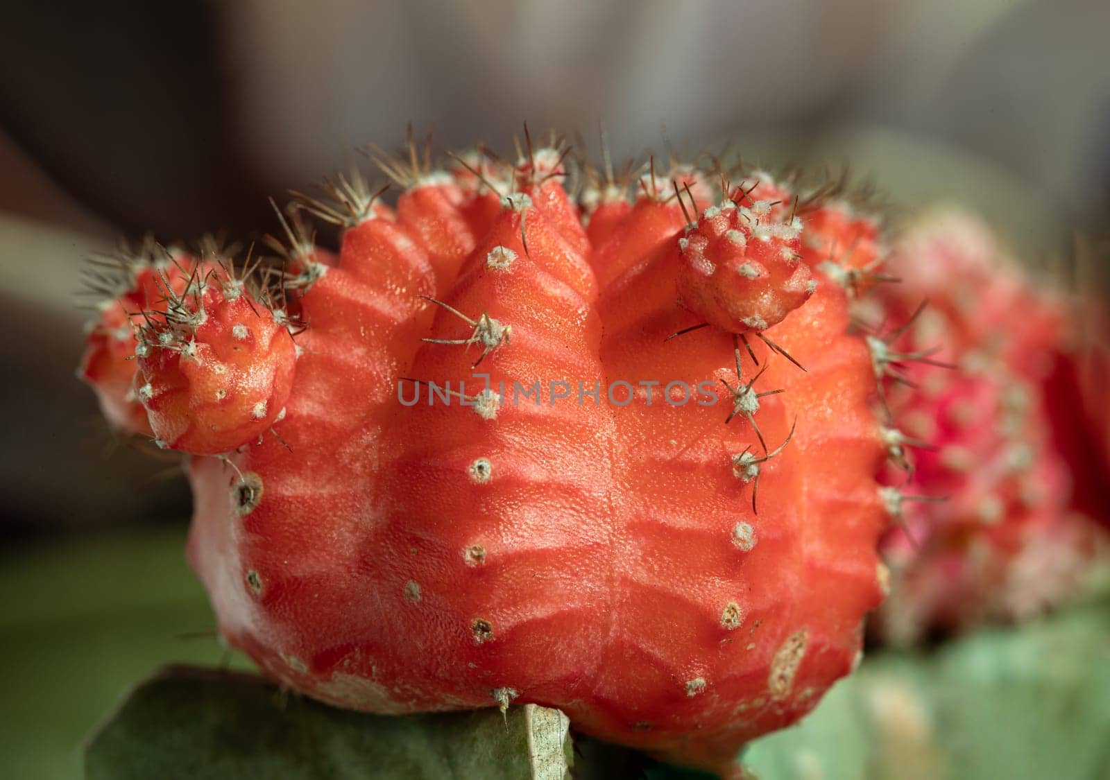 Close-up of Ruby ball cacti or Moon cactus (Gymnocalycium Mihanovichii) Orange cactus flower, use it as your Wallpaper, Poster, Design and Space for text, Selected focus.