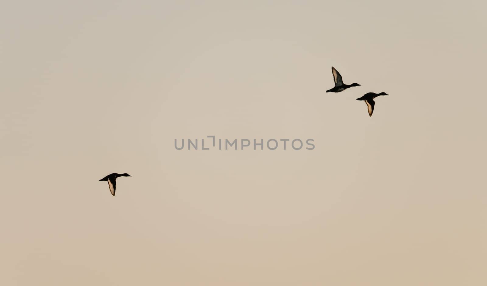 Three ducks take flight against a softly colored sky, their silhouettes distinct and graceful over Nile in Egypt
