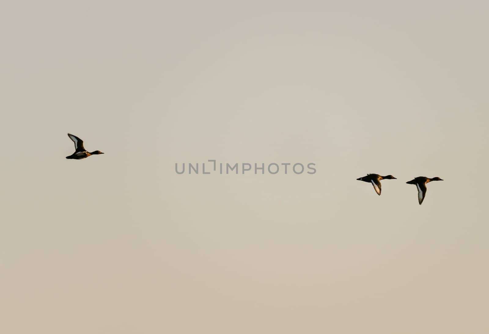 Three ducks take flight against a softly colored sky, their silhouettes distinct and graceful over Nile in Egypt
