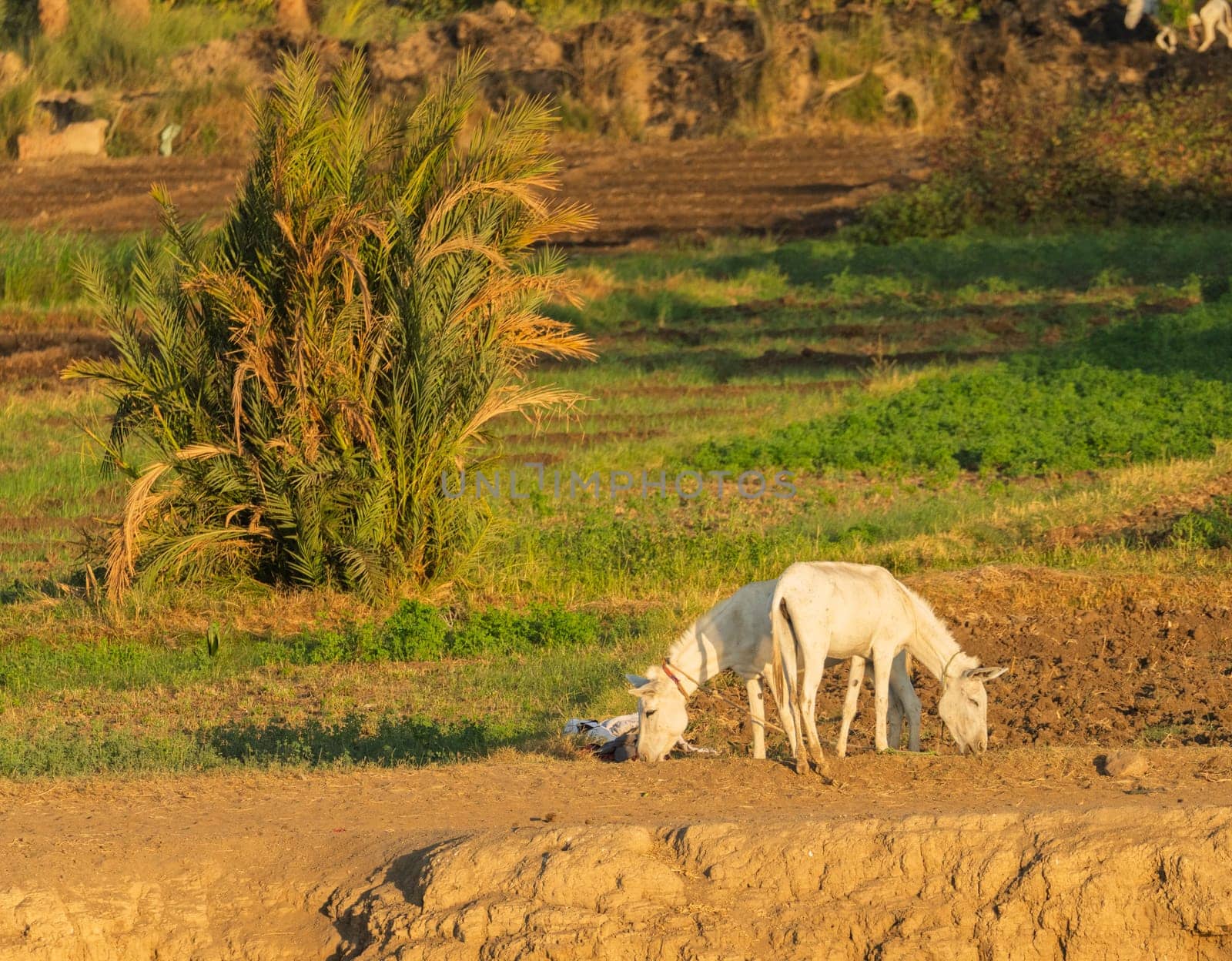 Two white donkeys or mules graze peacefully by the Nile River, surrounded by greenery and fields.