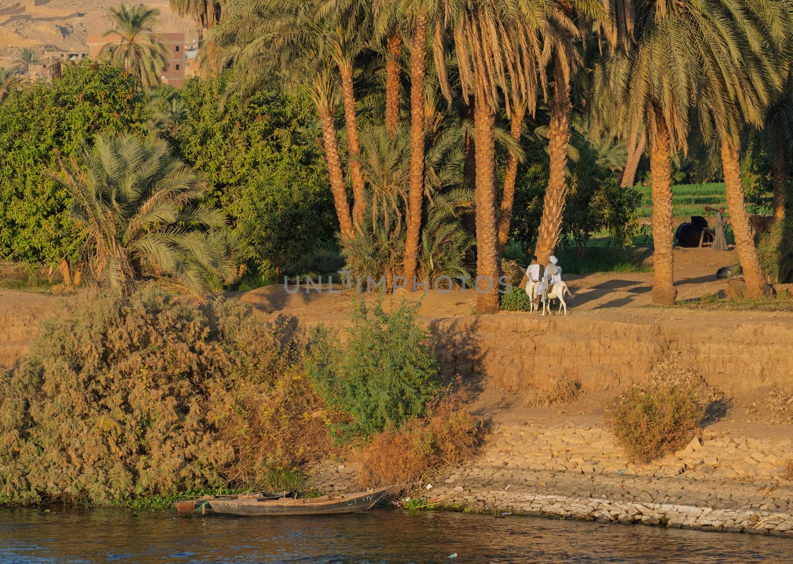 Two men in traditional Egyptian clothing ride donkeys towards their village in the setting sun along the River Nile
