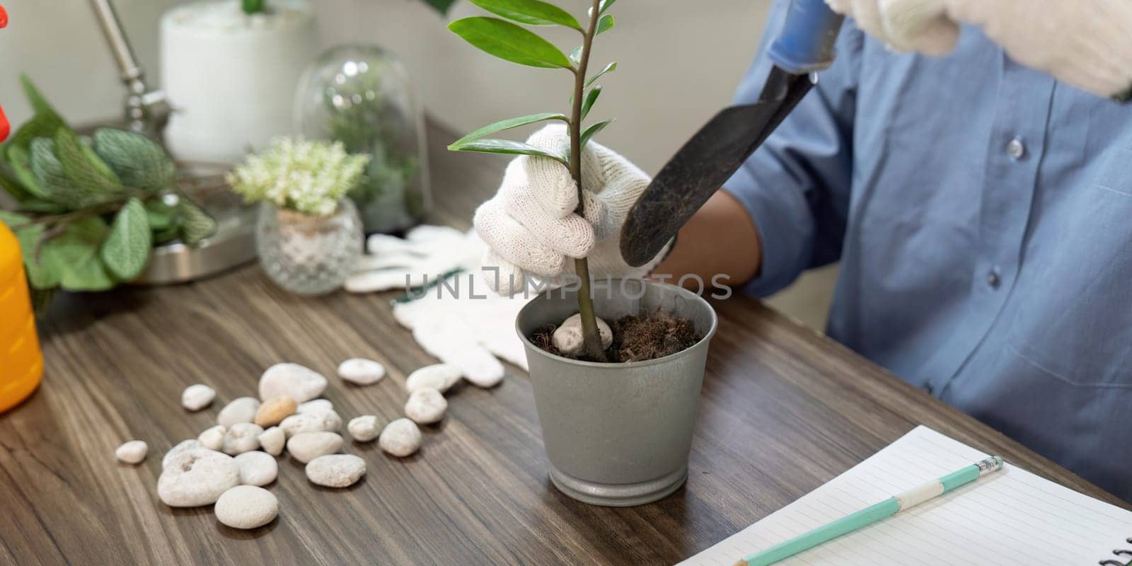 In this home gardening scene, an individual is seen gently planting a ZZ plant, showcasing an interest in sustainable gardening practices and indoor greenery.