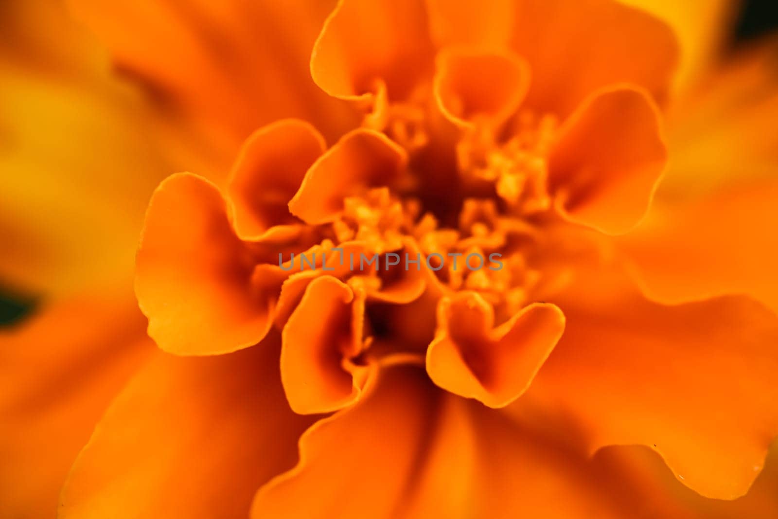 Close up beautiful Marigold flower. Cute orange flowers. High quality photo