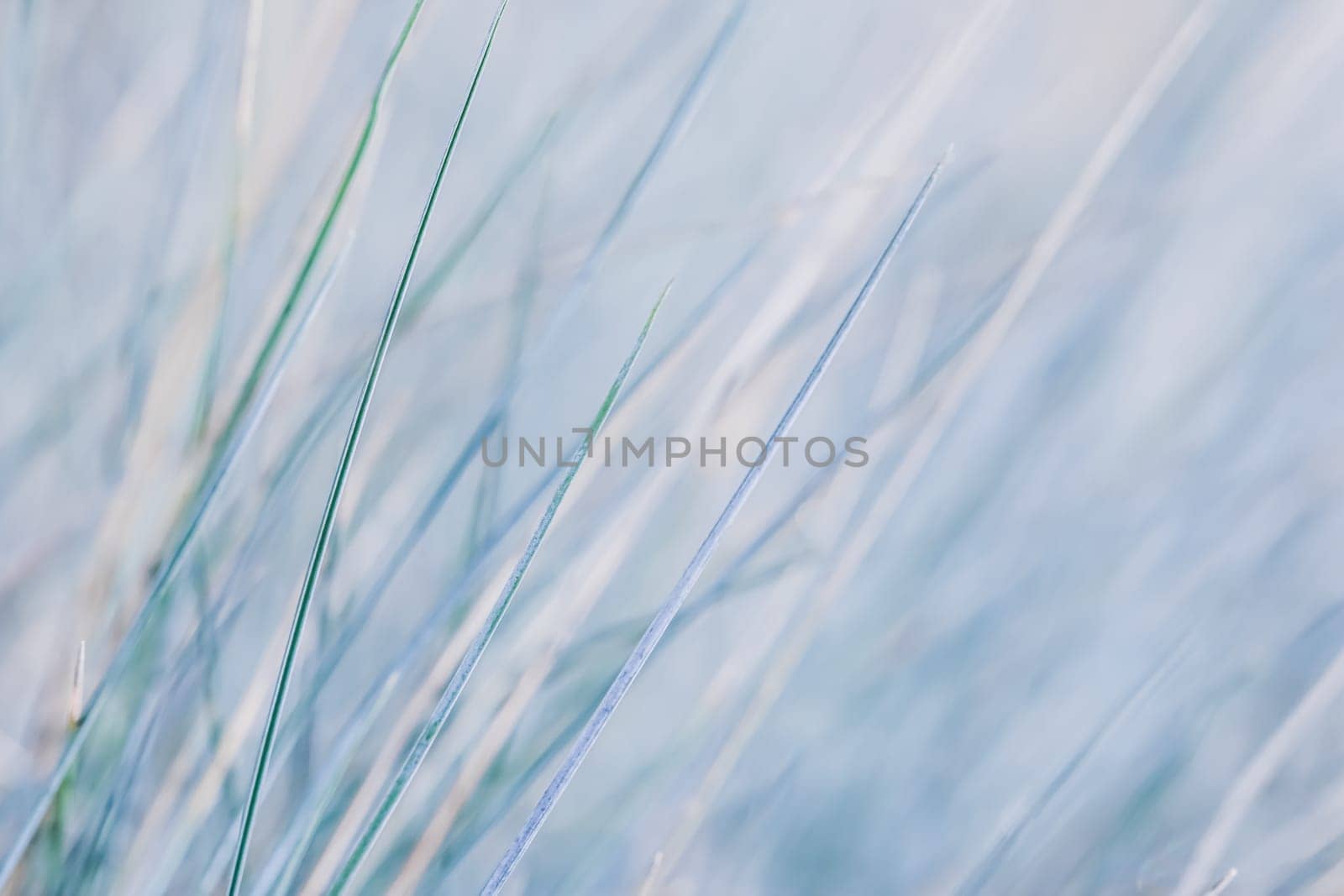 Blue white background of ornamental grass Festuca glauca. Soft focus