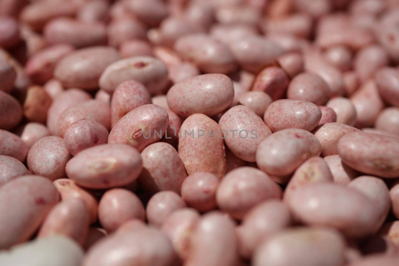 Legumes are piled together, showcasing their smooth surface and various shapes.