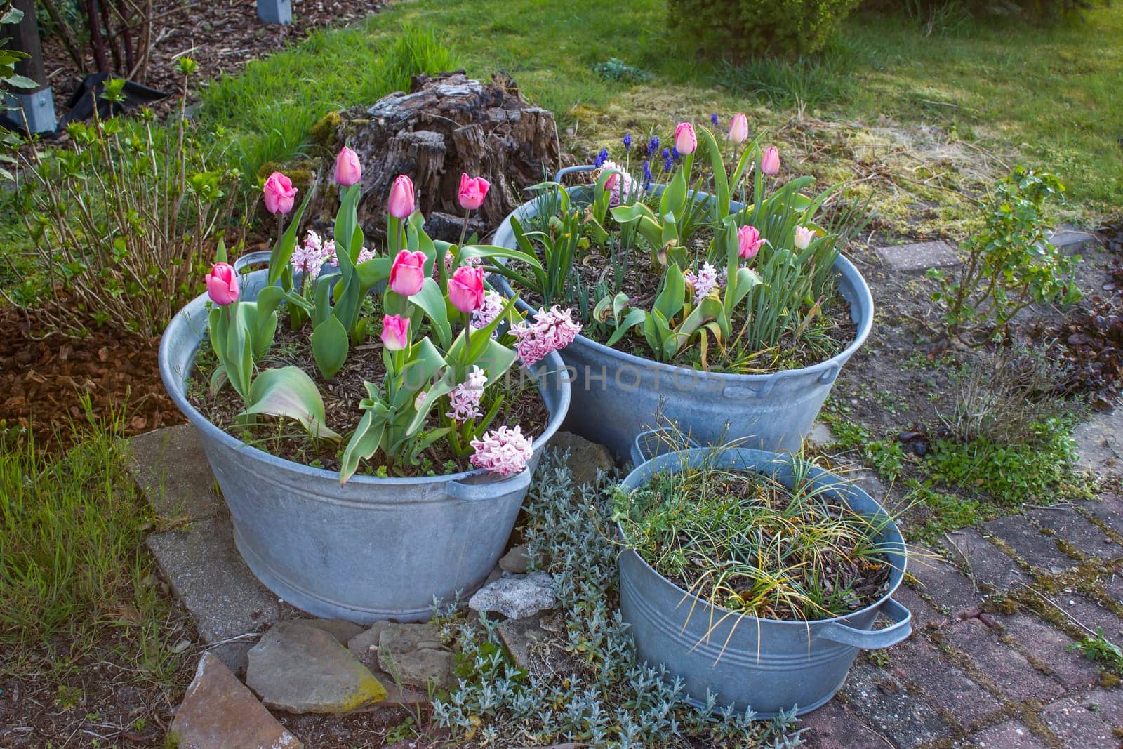 Rustic garden - spring flowers in  in tin tub - spring time