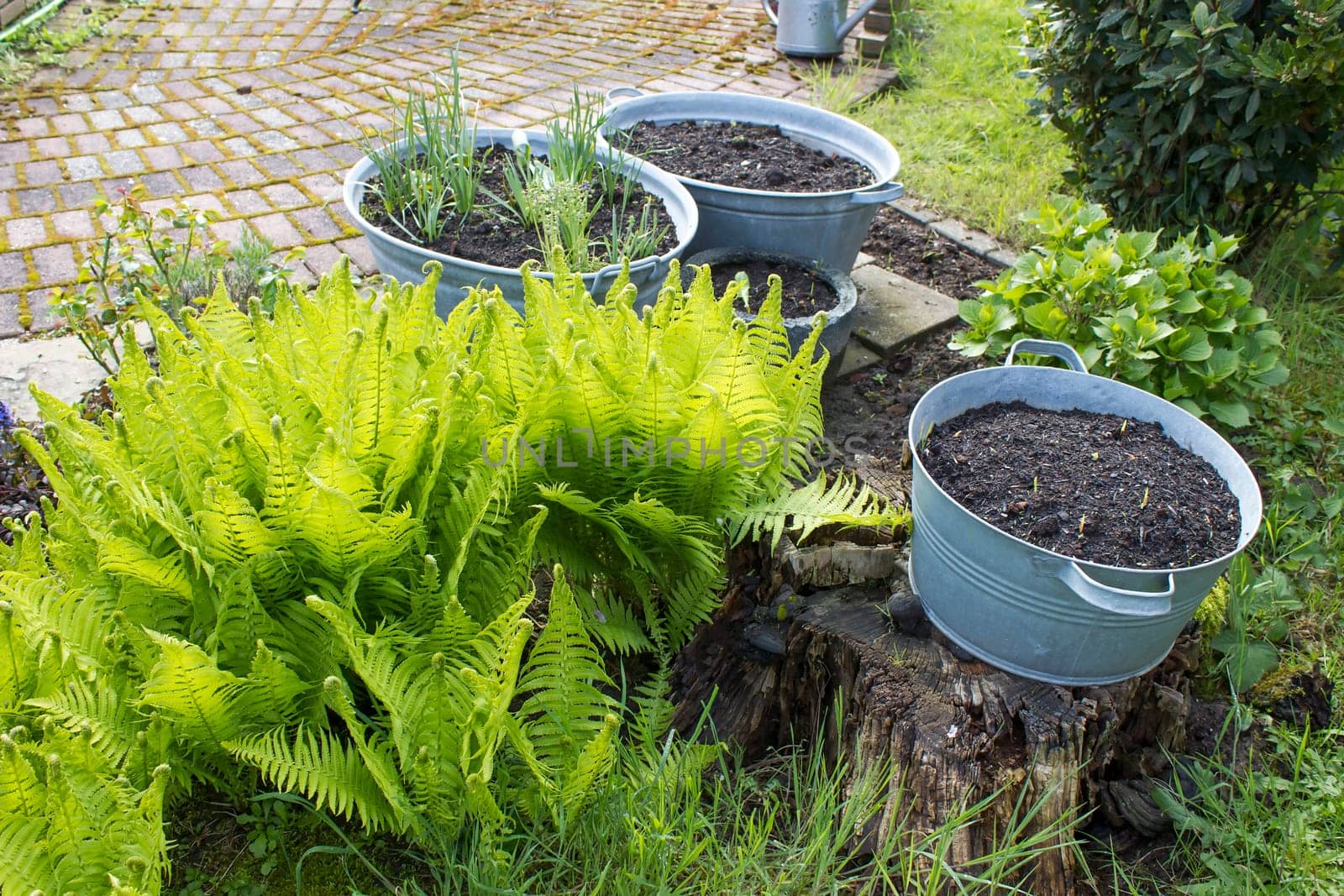 rustic garden -  fern and plants in tin tub