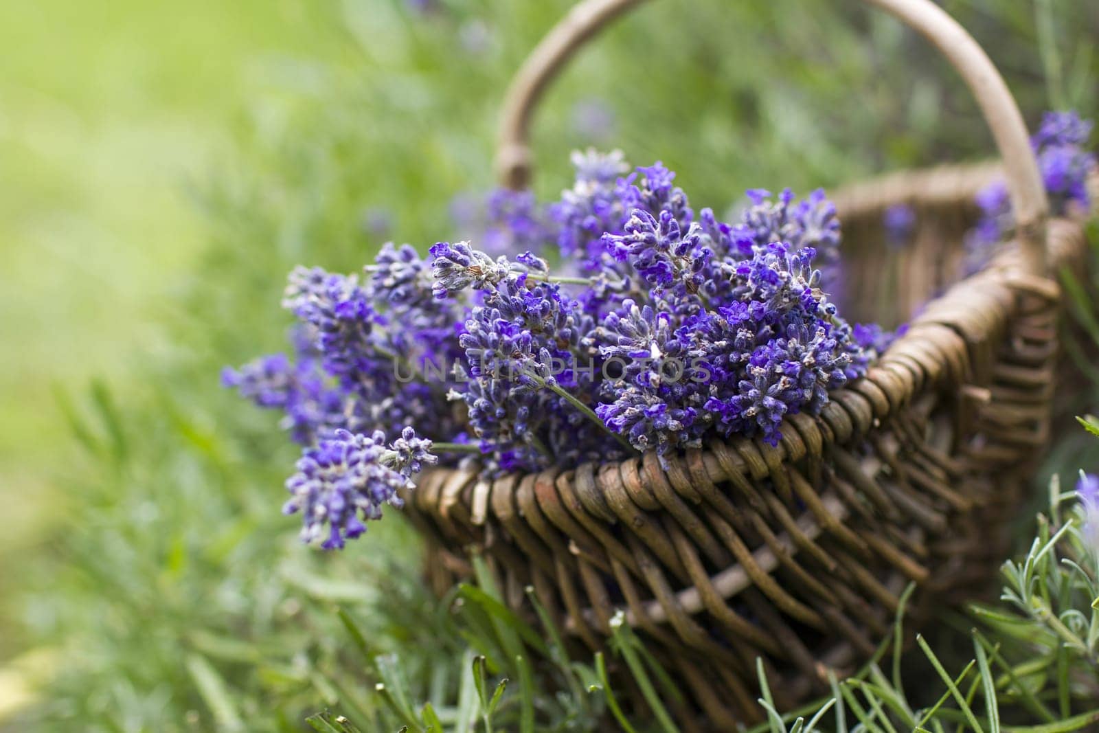 basket with lavender flowers - soft focus