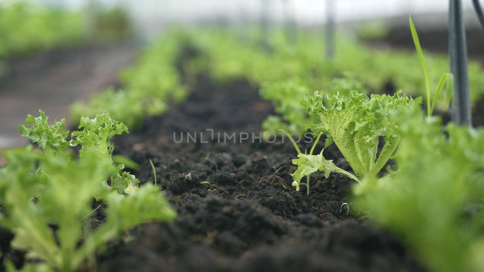 Slider of Childrens edible growth vegetable garden, vitamins healthy biological homegrown spring organic