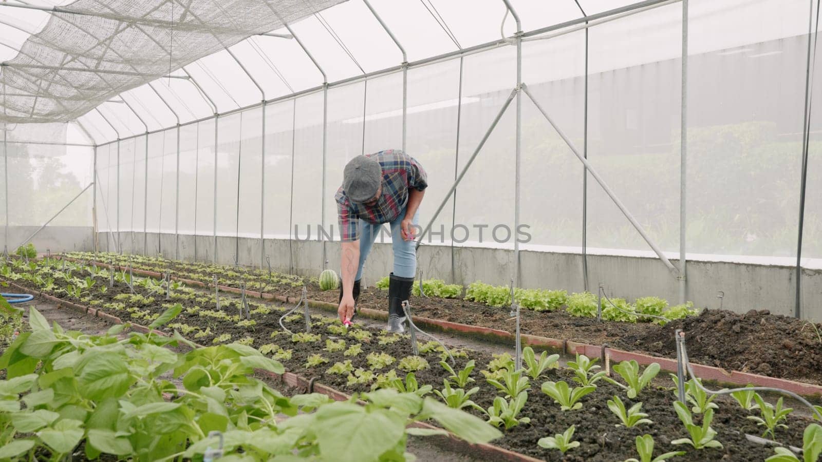 Farmer planting young seedlings of lettuce salad in the vegetable garden, farmer man walking to shovel the soil, Gardener prepares the soil for seedling