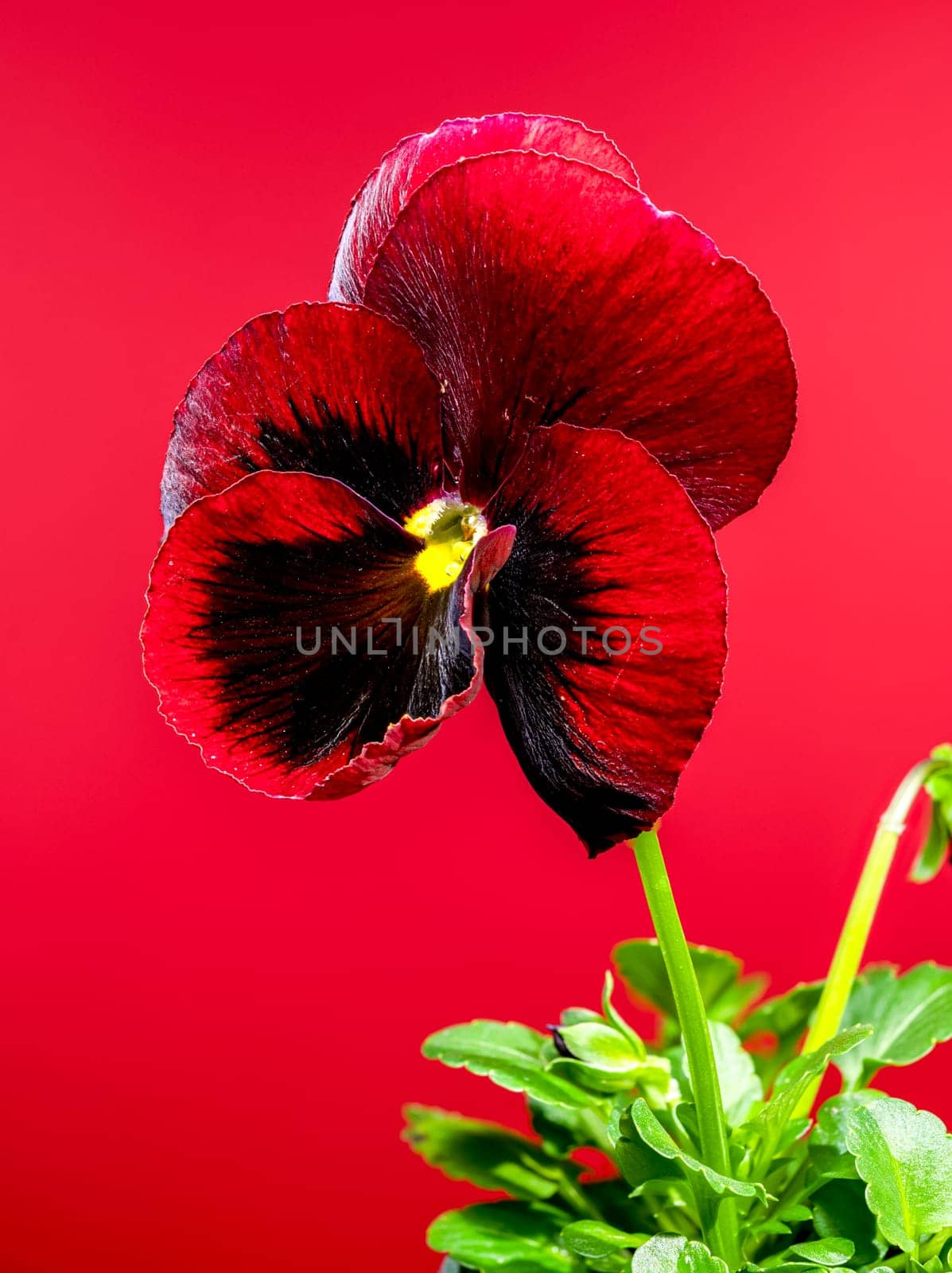 A vivid red pansy flower with a dark, contrasting center, set against a vibrant red background 