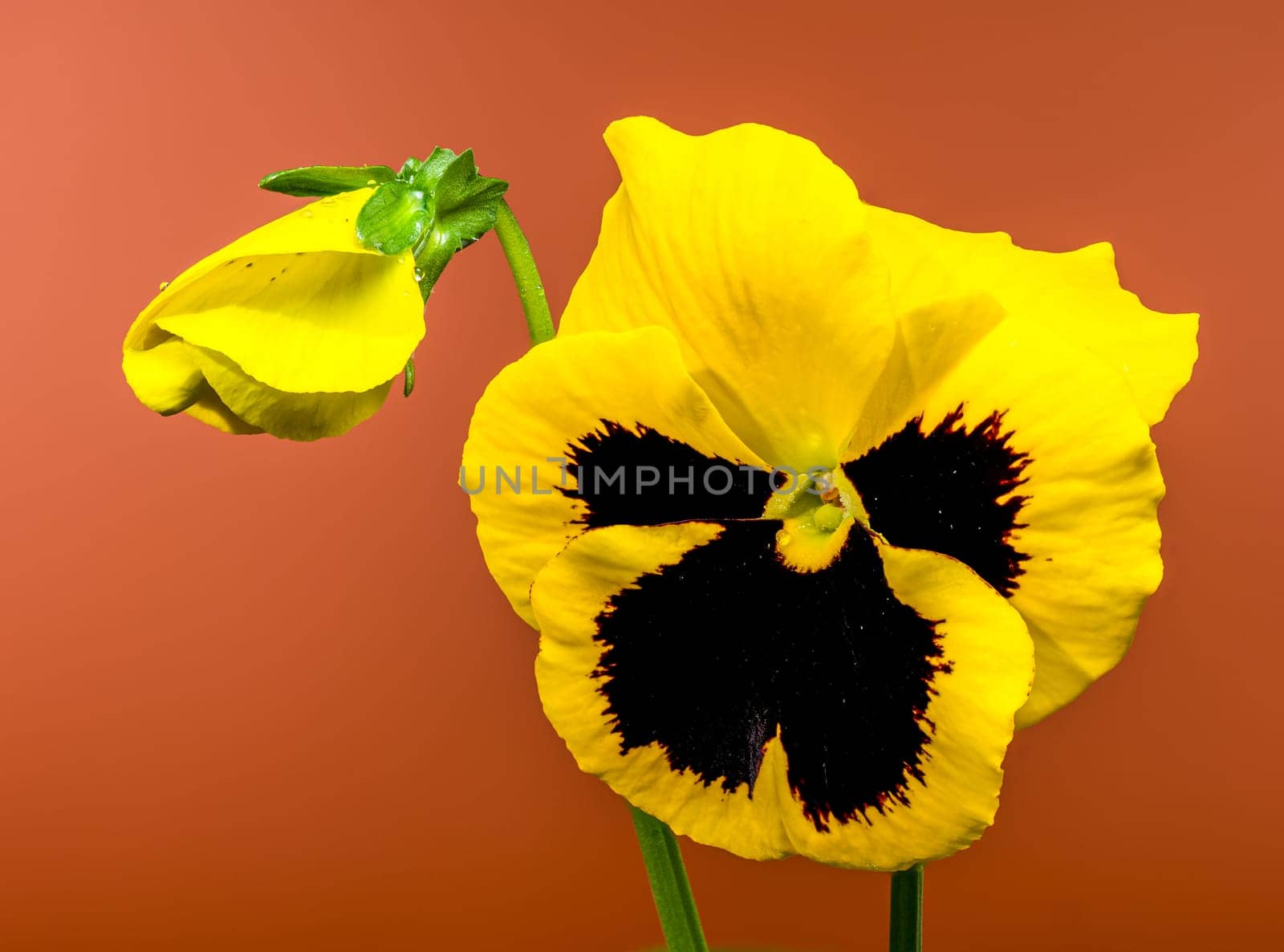 A close-up of a bright yellow pansy flower with a dark, contrasting center, set against a brown background 