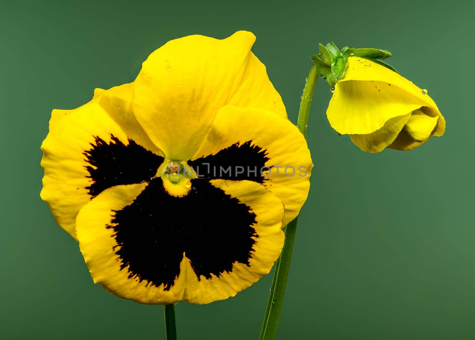 A close-up of a bright yellow pansy flower with a dark, contrasting center, set against a green background 