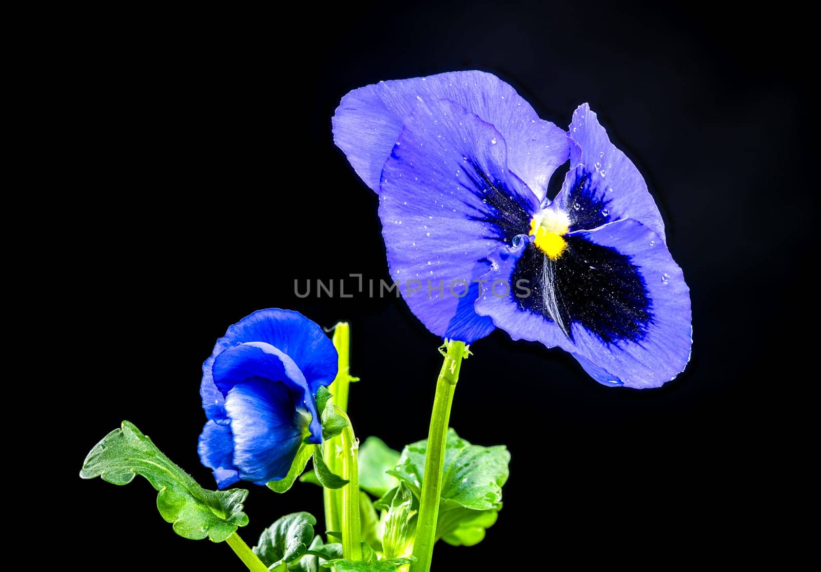 Close-up of vibrant Blue and purple pansy flower with water droplets on their petals, set against a black background. The delicate texture and intricate details of the petals are highlighted