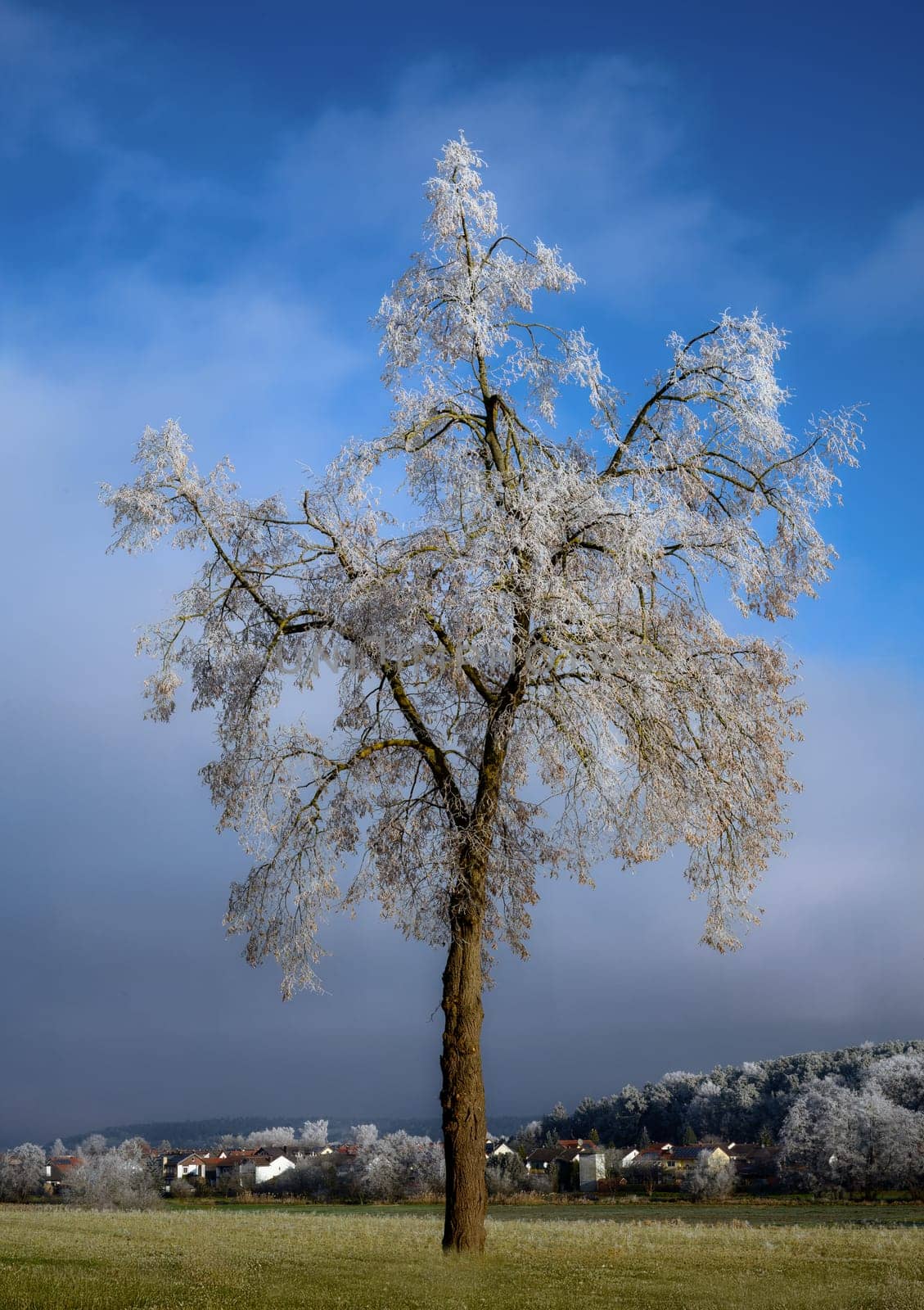 Winter landscape with a single tree covered wiht white frost seen in Schrobenhausen (Bavaria, Germany)